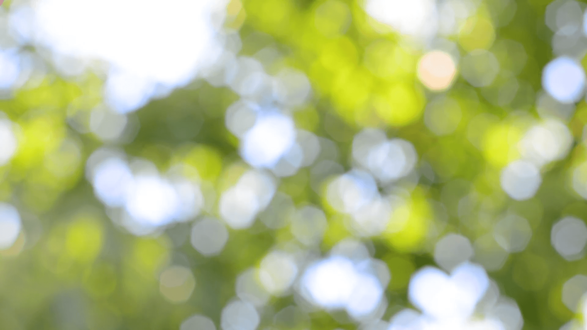 Nature background. Beautiful Sun shine through blowing on wind tree