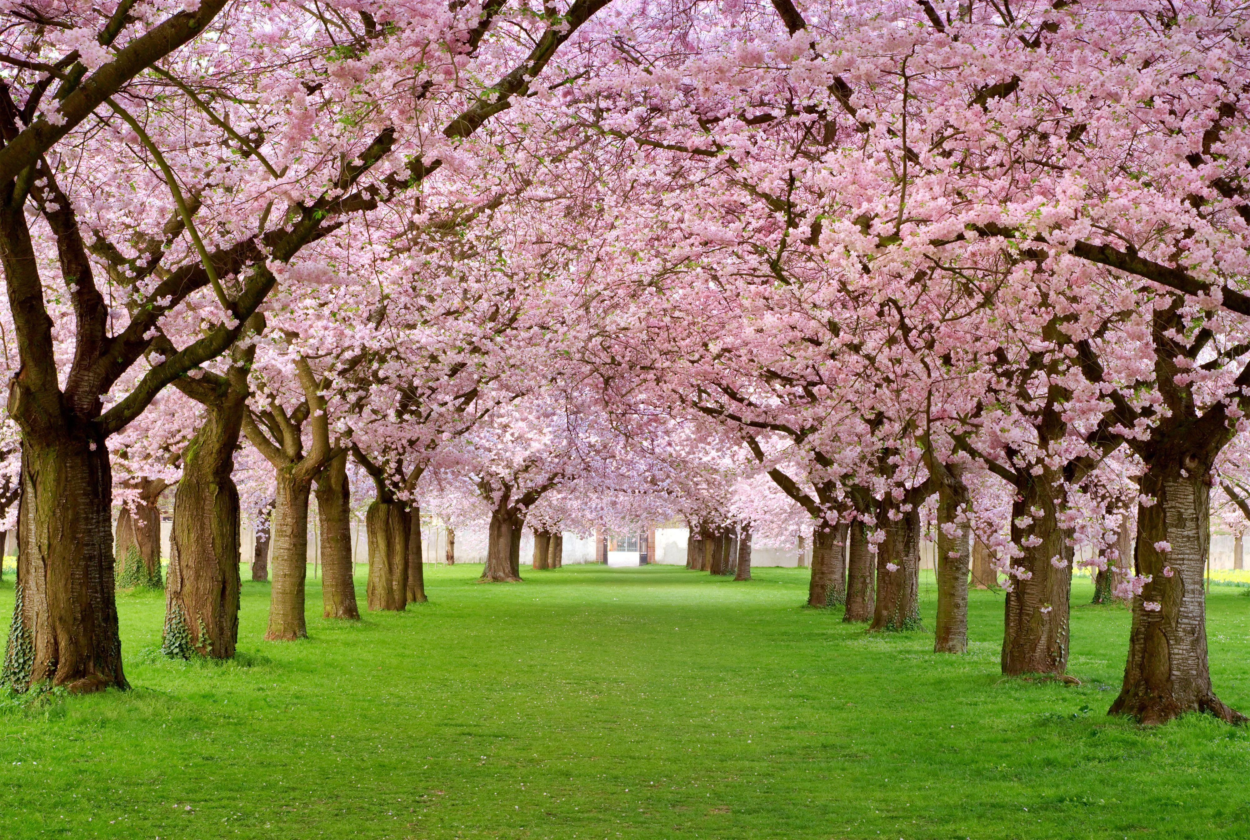Beautiful Spring Background with Trees