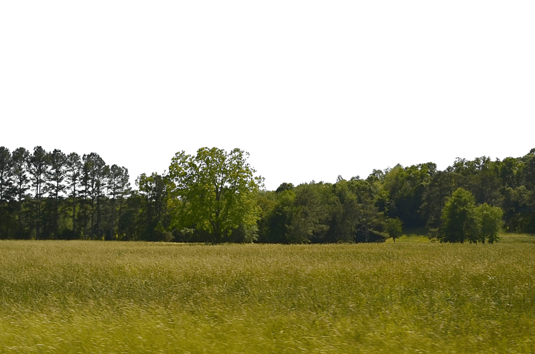 Forest Tree Field PNG Background Stock 0131 Copy