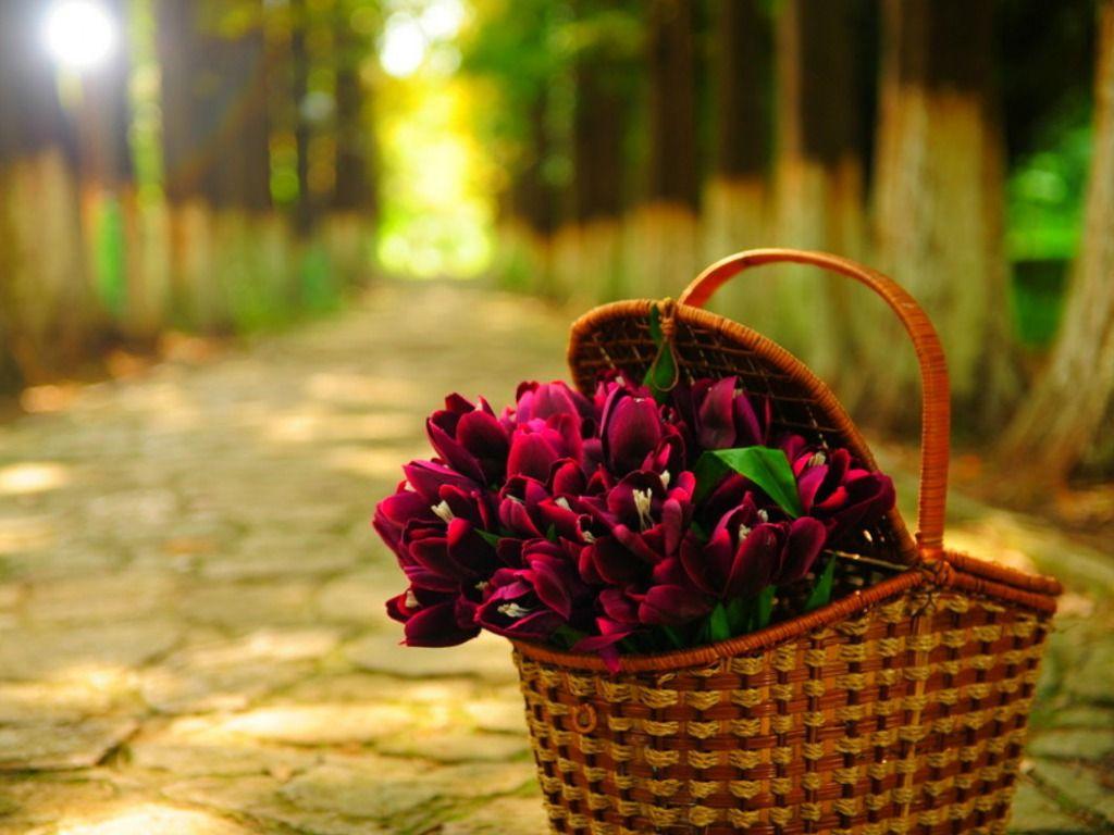 Red Flowers Basket image. Beautiful image HD Picture & Desktop