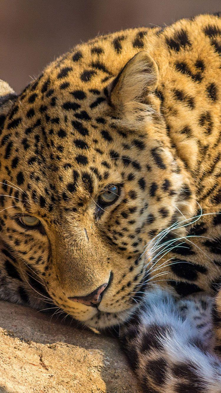 Leopard Iphone 6 Wallpaper. Beautiful Creatures