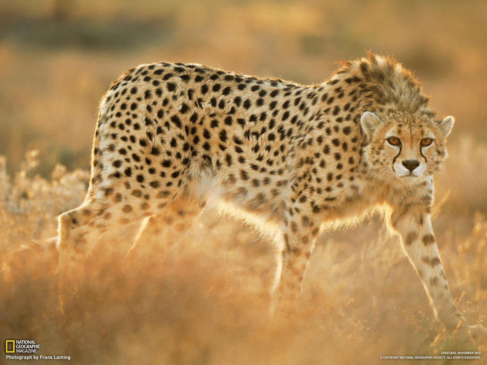Download Cheetah Live Wallpaper Gallery