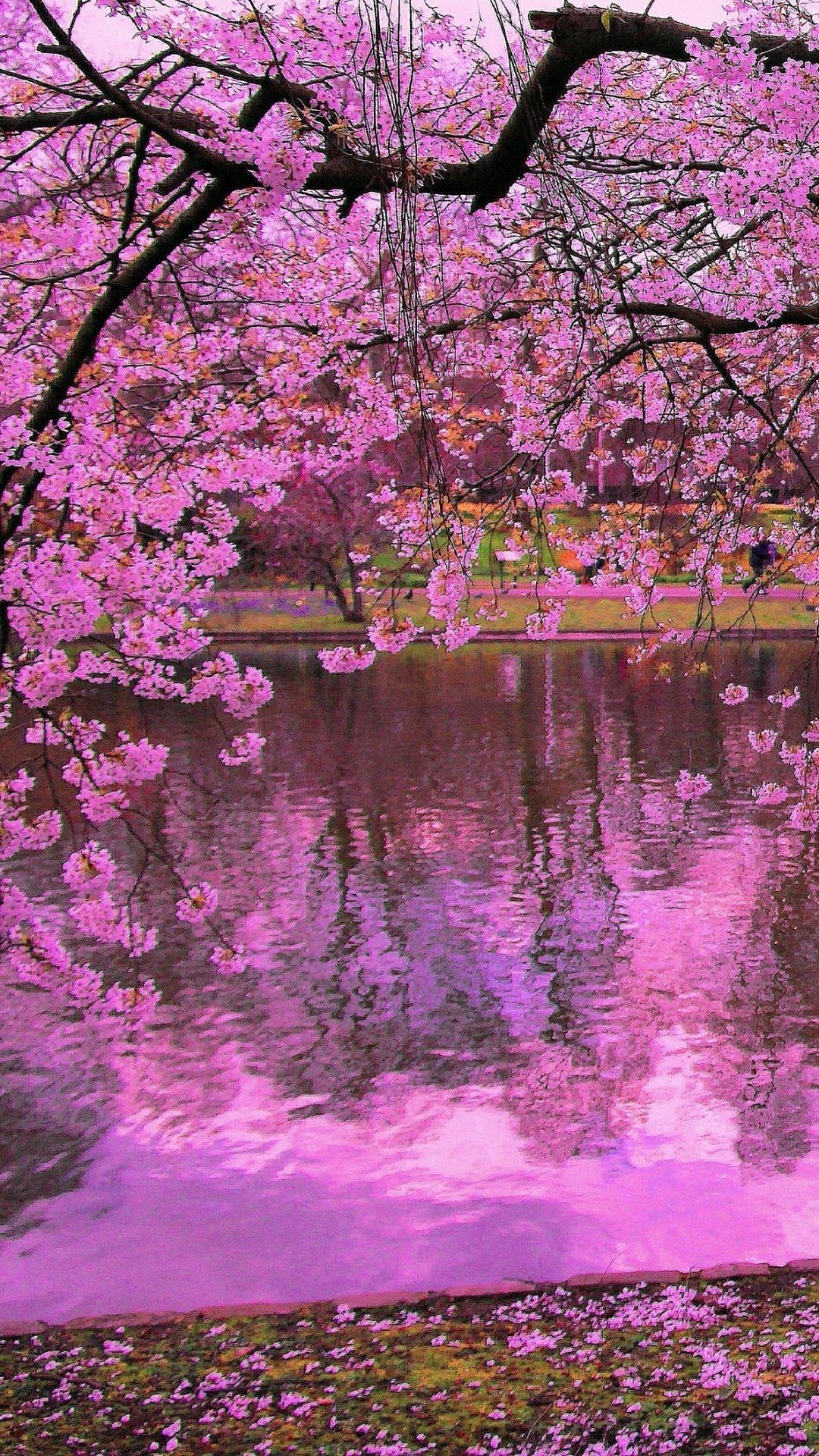 Earth Sakura (1080x1920) Wallpaper