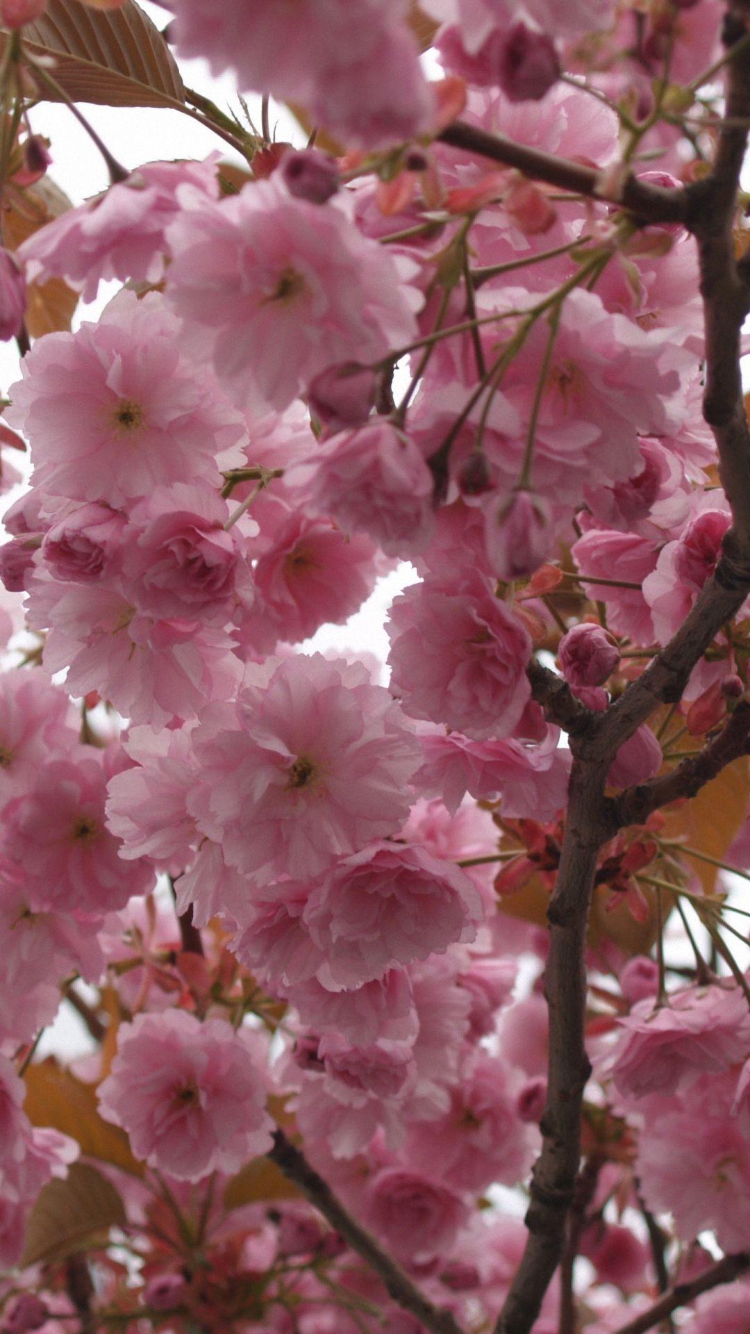 Flowers Pink Branch Sakura mobile phone Wallpaper HD 1080x1920