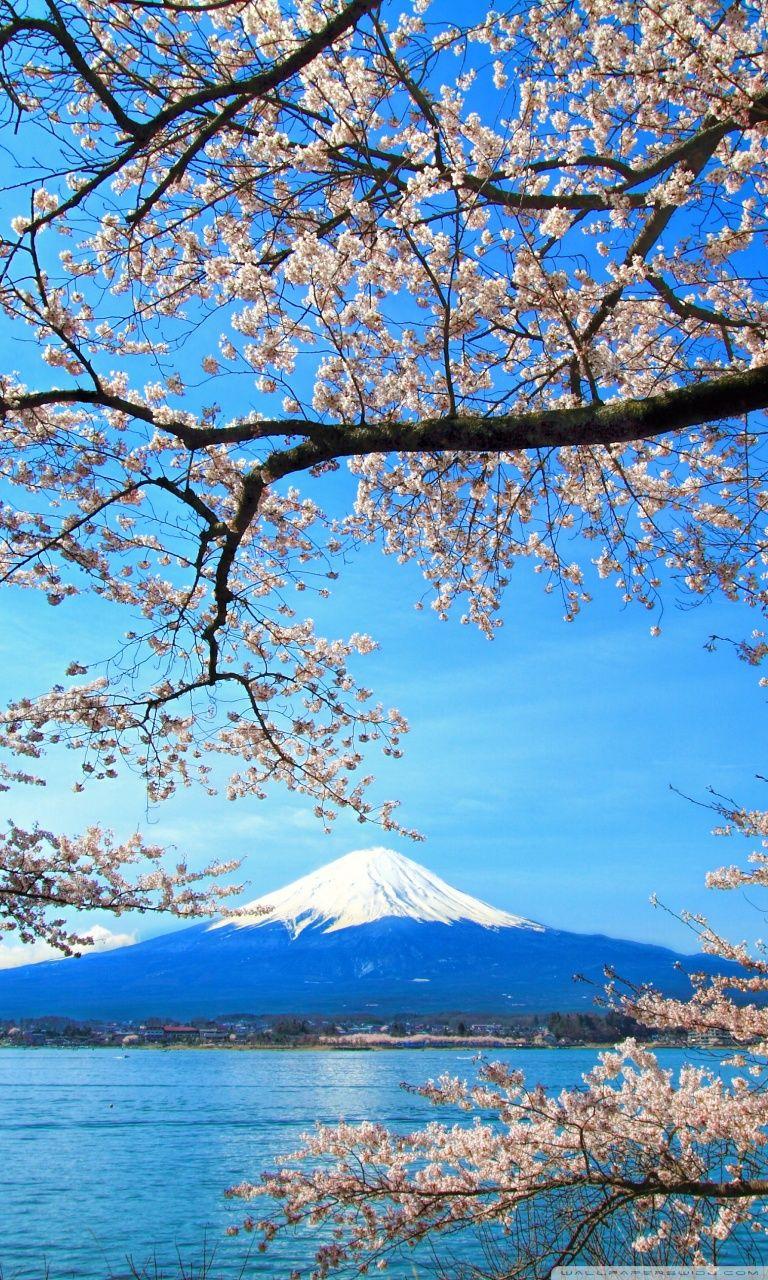 Sakura and Mount Fuji ❤ 4K HD Desktop Wallpaper for 4K Ultra HD TV