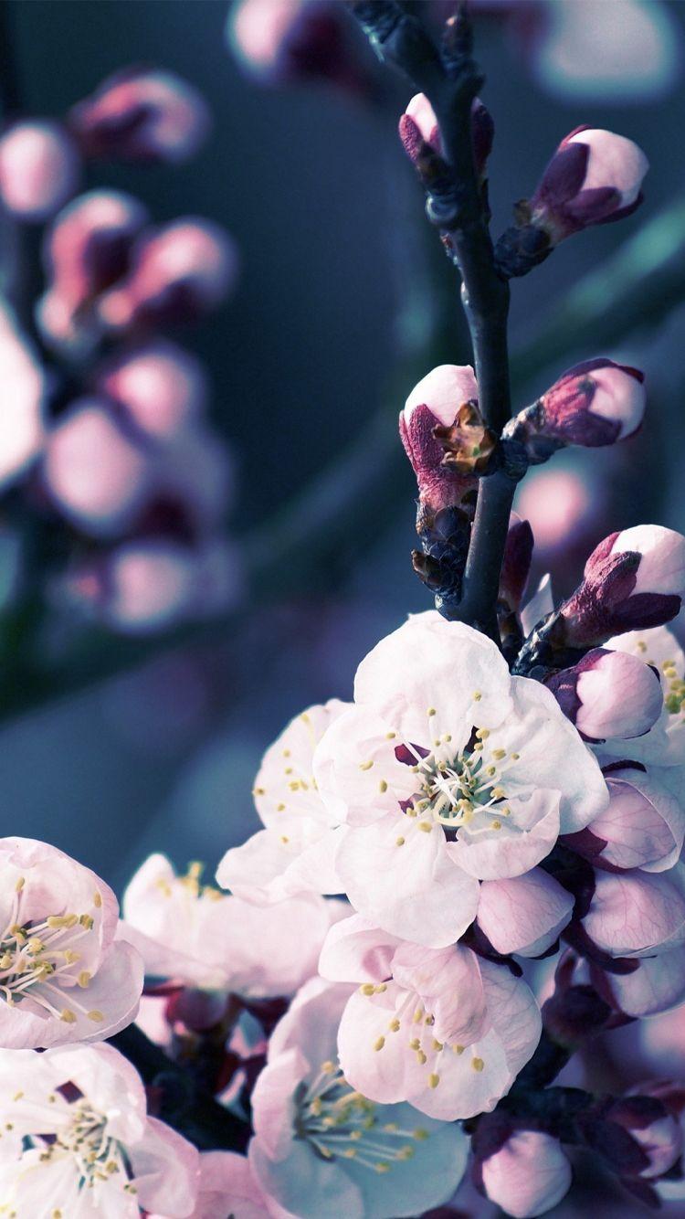 Apple iPhone 6s Wallpaper with Cherry Blossom Flower. HD Wallpaper