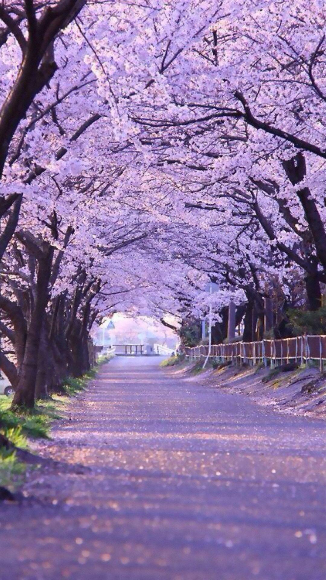 Sakura Blossom Street iPhone 8 Wallpaper Download. iPhone