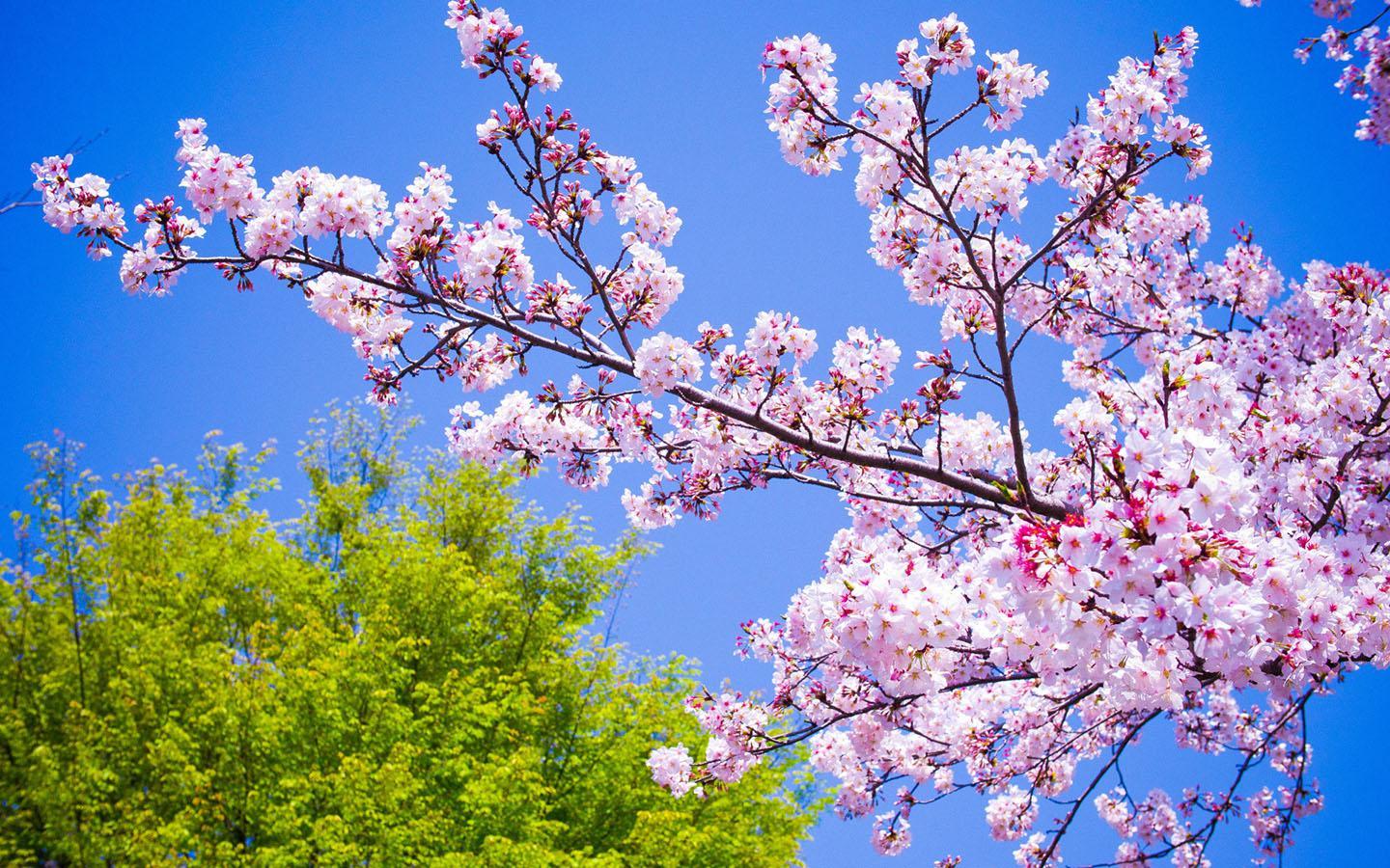 Sakura Wallpaper, FHDQ Picture