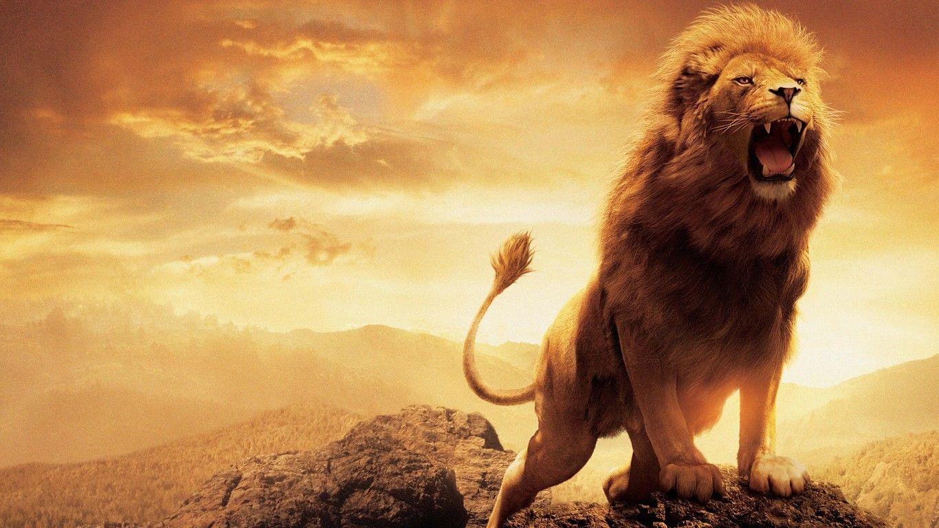 Lion, fantasy, leu, aslan, narnia, HD wallpaper