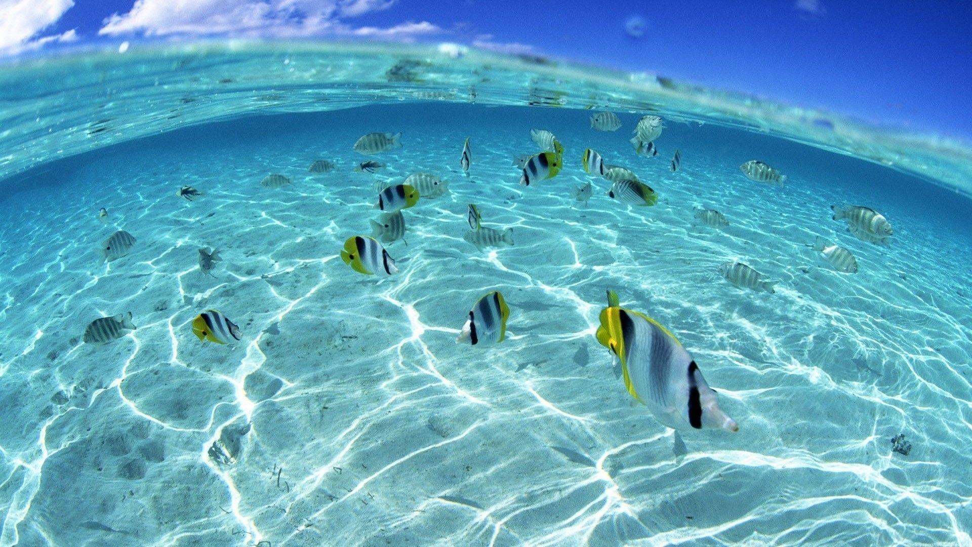 Under Ocean HD Wallpaper, Background Image