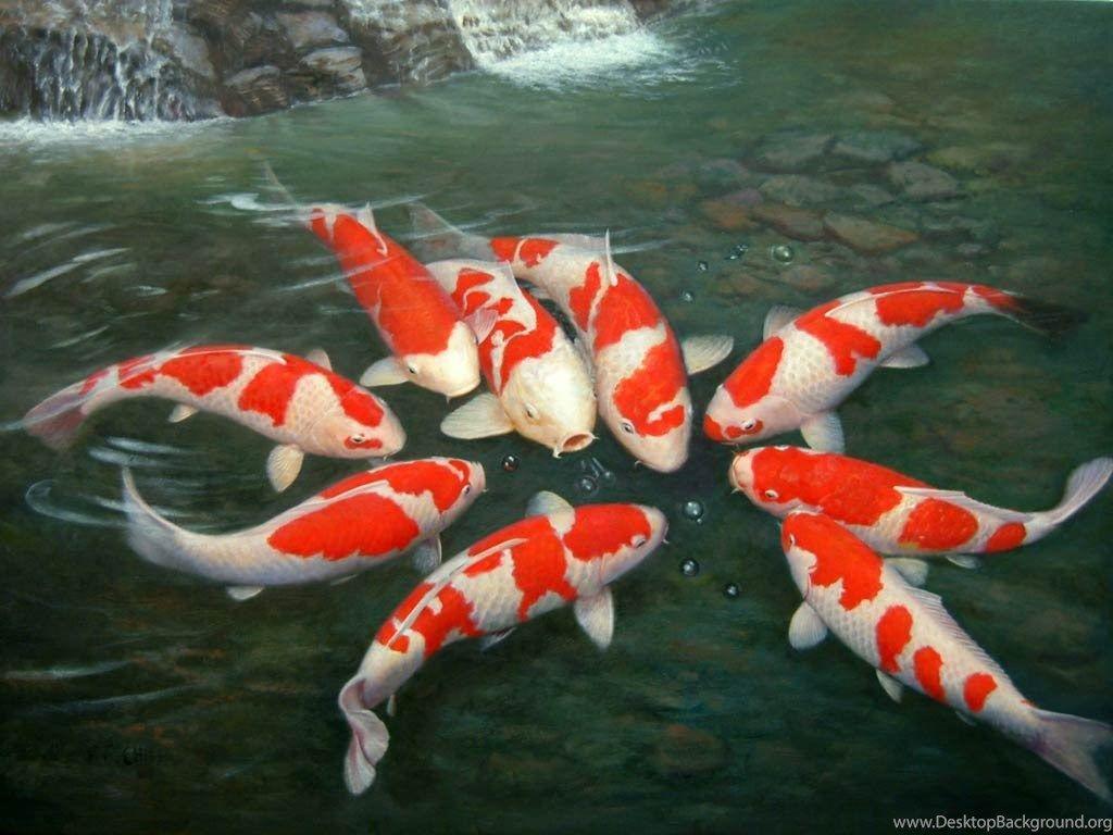 Japanese Koi Fish Pond Wallpaper Desktop Background