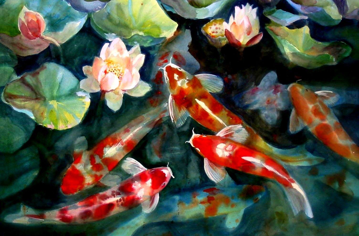 Koi Fish Pond HD Wallpaper, Background Image