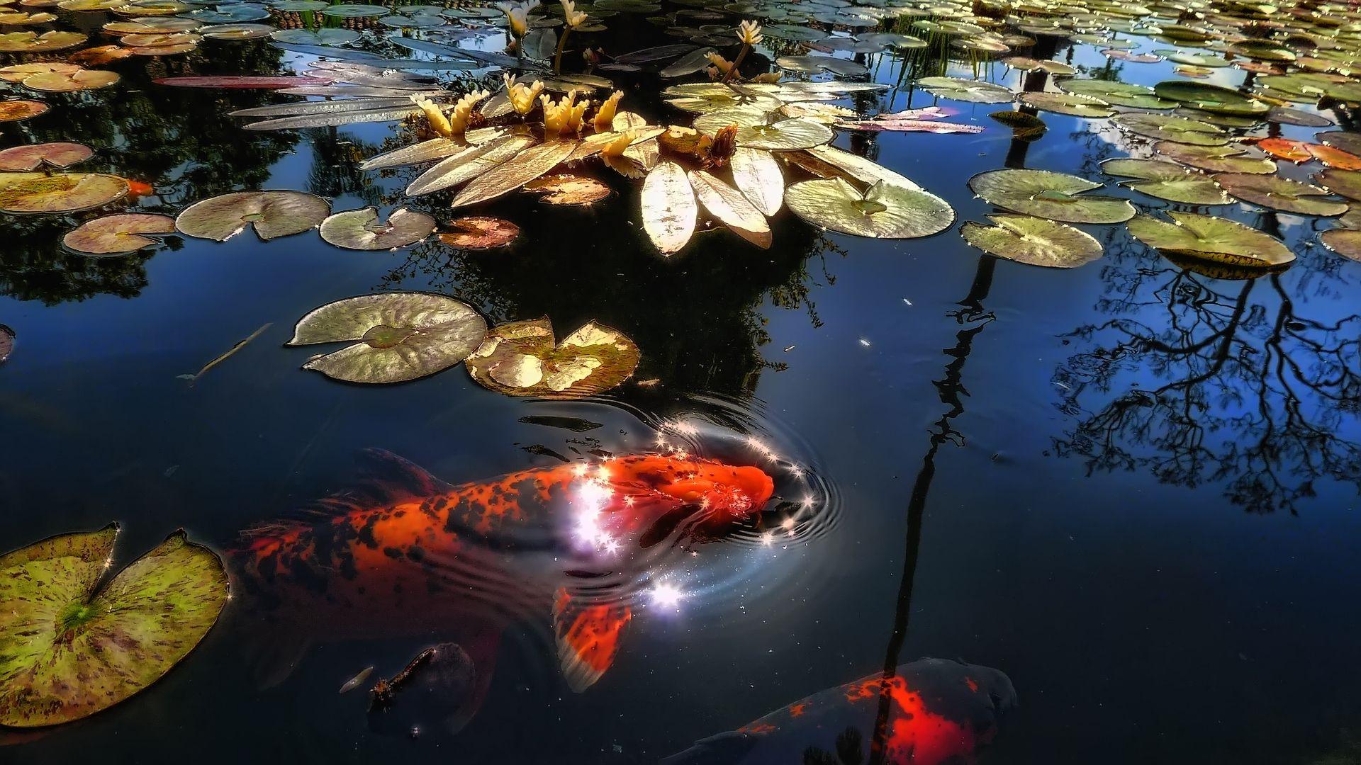 japanese koi fish ponds. Koi Japanese Fish Lake Pond Wallpaper