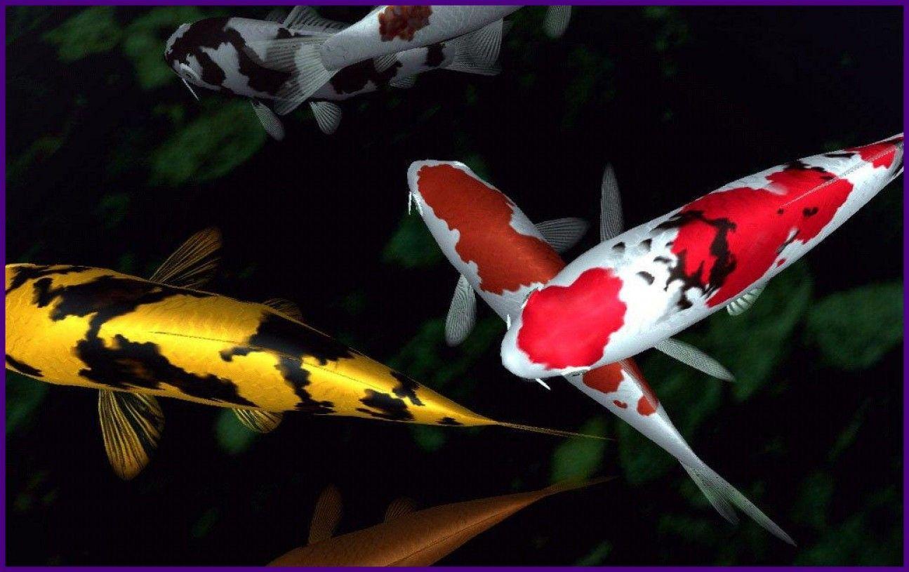Marvelous Koi Wallpaper Picture Of Japanese Fish Pond Inspiration