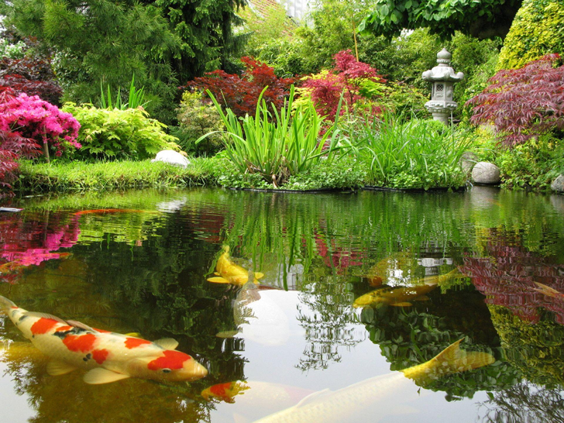 Japanese Koi Ponds Live Fish Pond Installation New York City