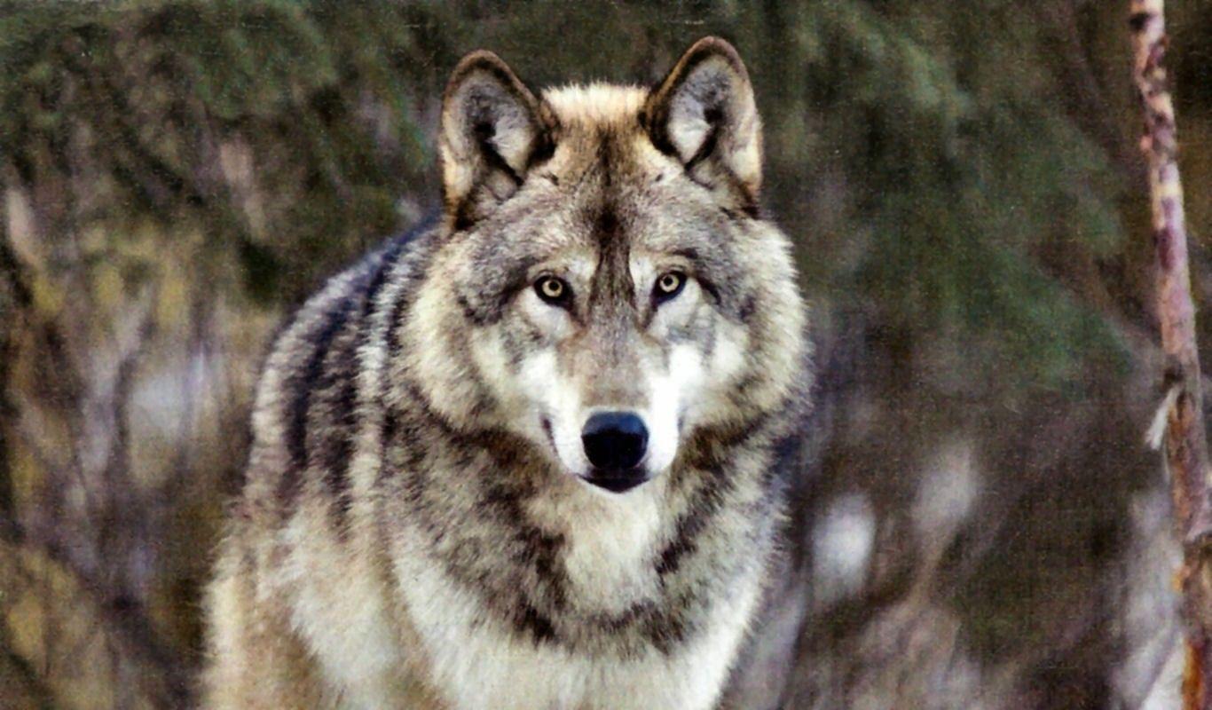 Dog: Wolf Animal Lobo Photography Alaskan Wildlife Grey Canine
