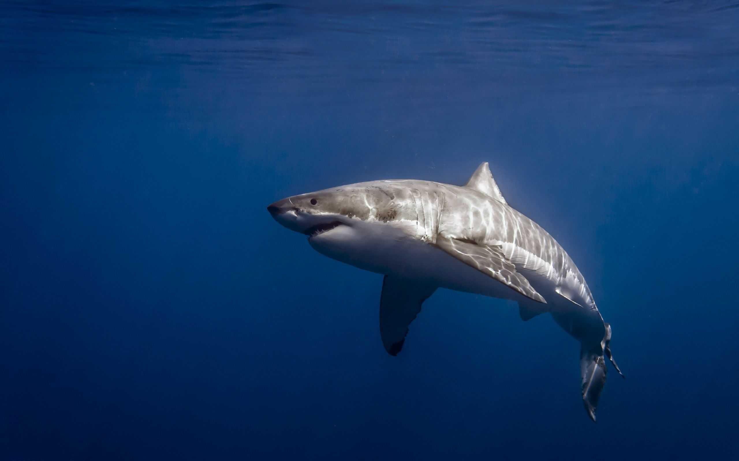 White Shark Wallpapers HD - Wallpaper Cave