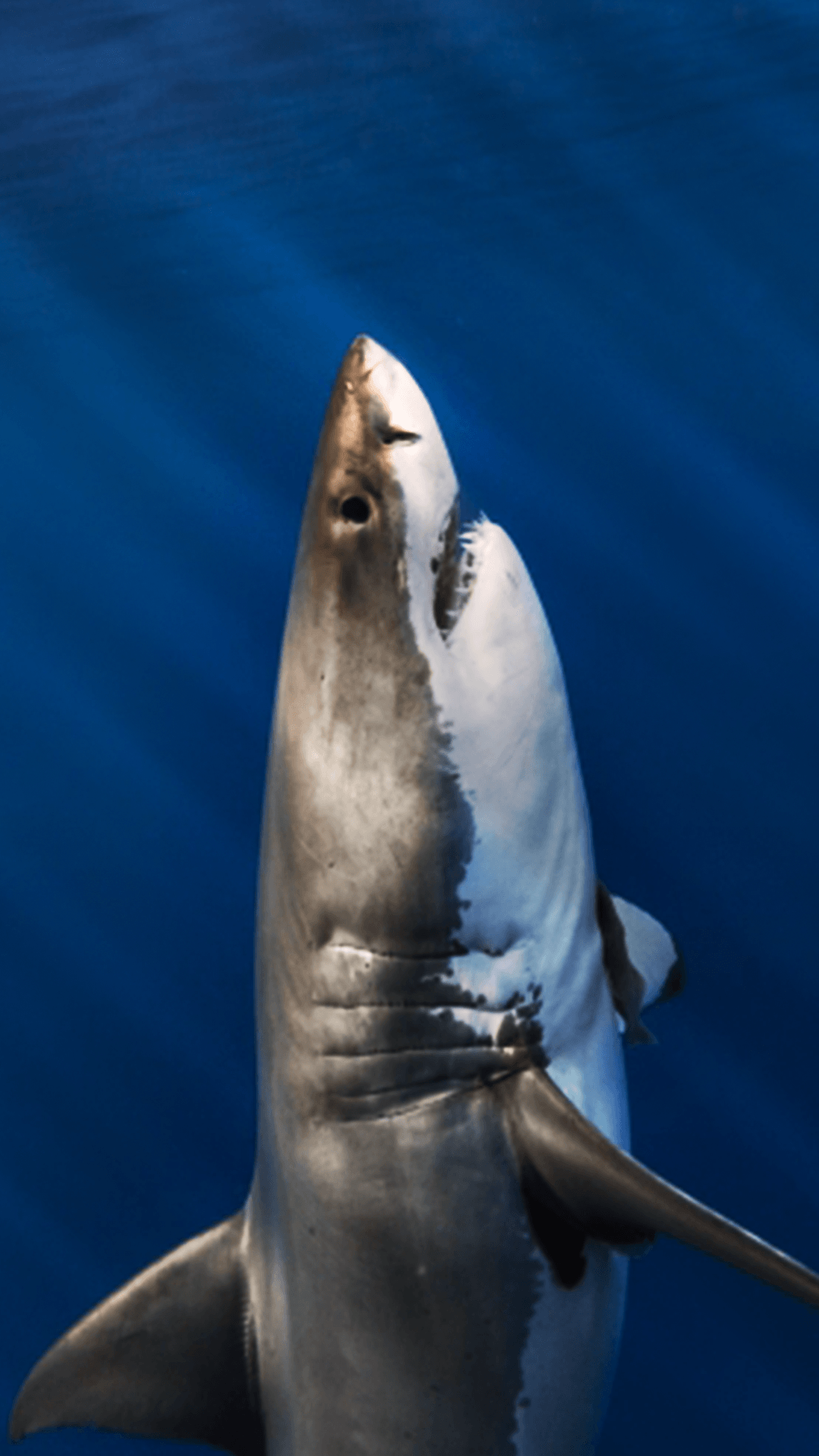 Ultra HD Great White Shark Wallpaper For Your Mobile Phone .0402