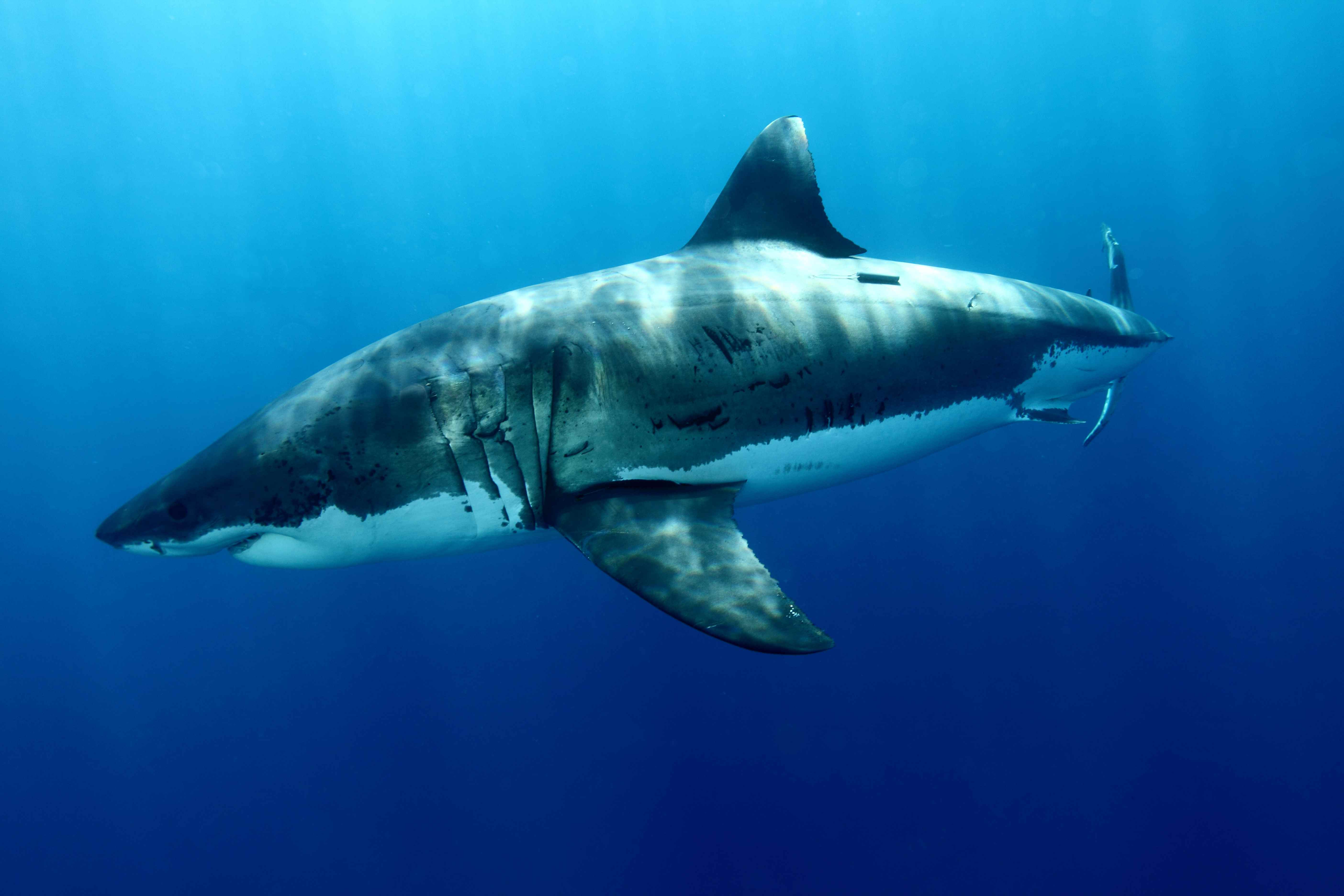 Download Animal Great White Shark 4k