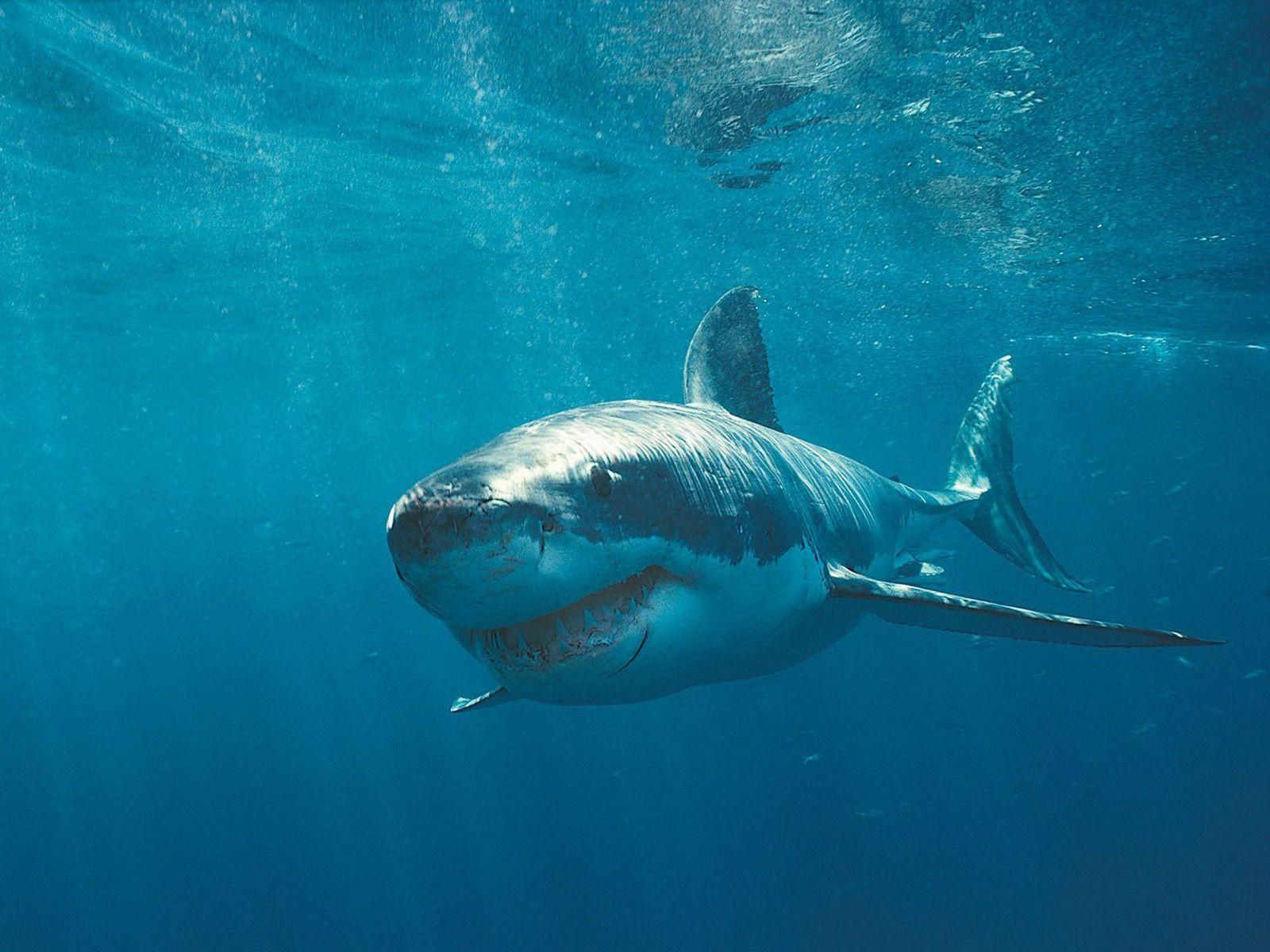 Great White Shark HD Wallpaper, Background Image