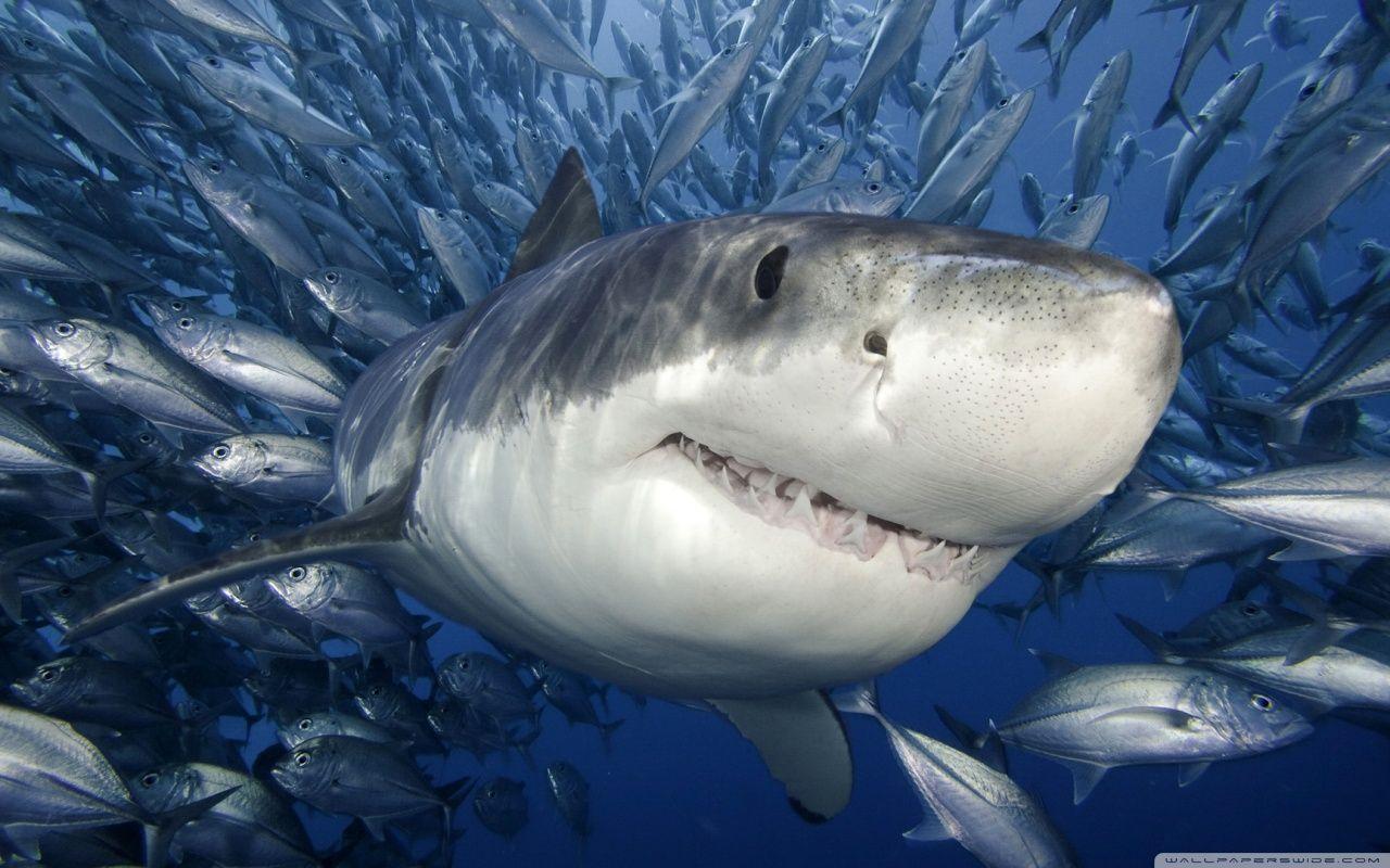 Great White Shark ❤ 4K HD Desktop Wallpaper for 4K Ultra HD TV
