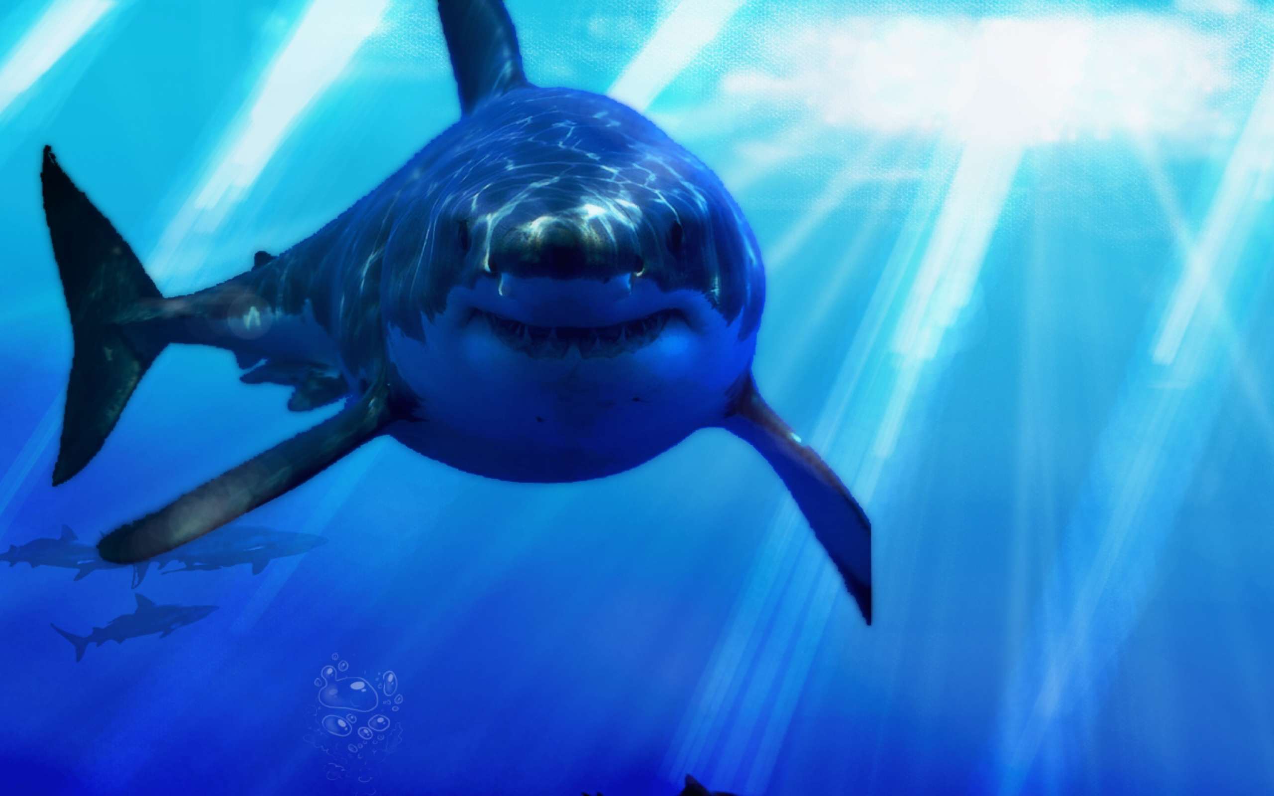 Great White Shark Wallpaper HD Widescreen wallpaper at GetHDPic.com