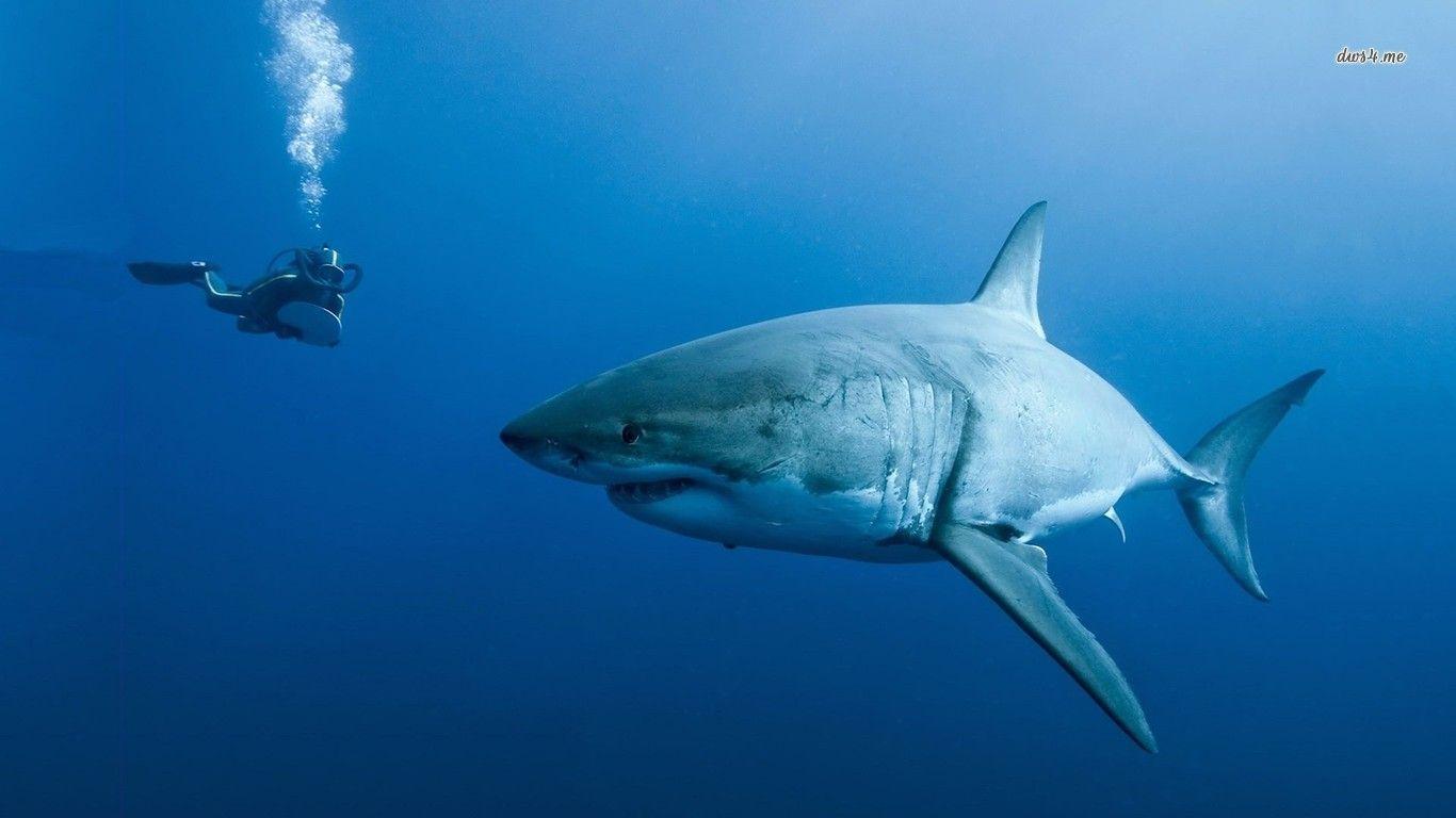 Shark Wallpaper HD Picture