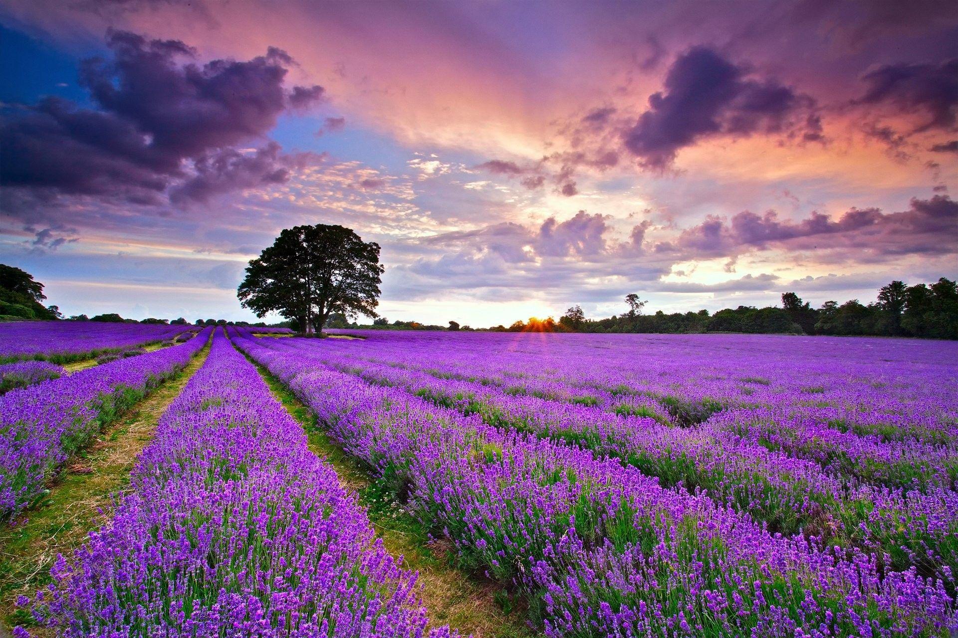 Landscapes: Field England Flowers Lavender Landscape Nature