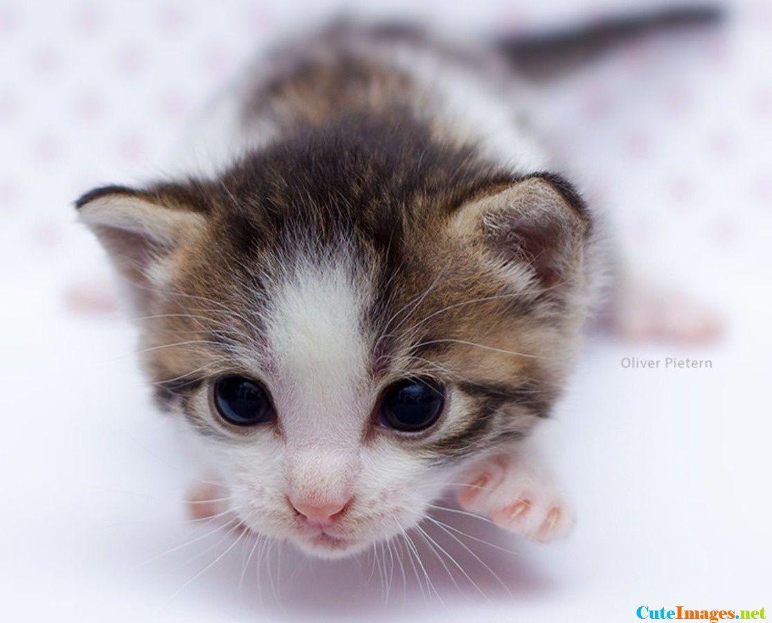 Newborn kitten wallpaper