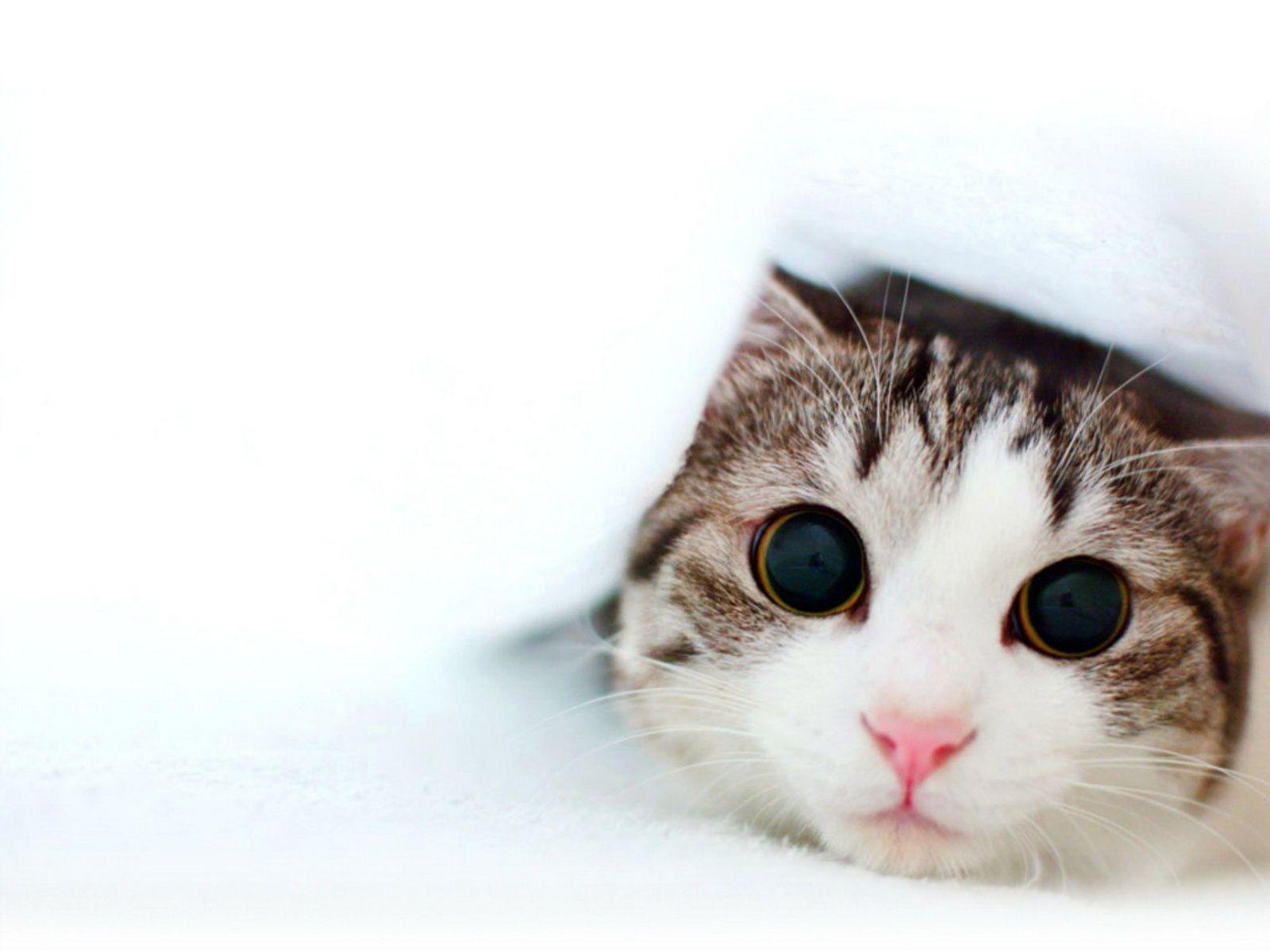 Cute Kitten Wallpaper HD ID 8640