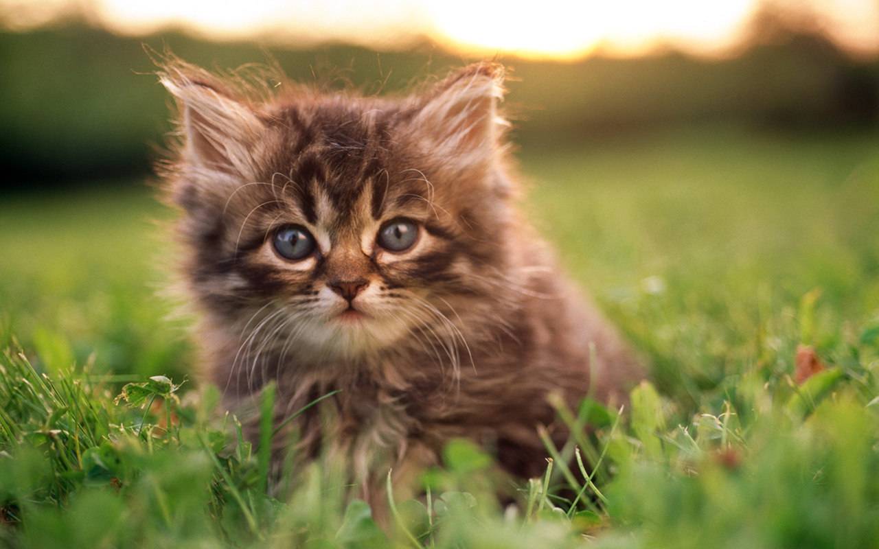Cute Newborn Kittens HD Wallpaper, Background Image
