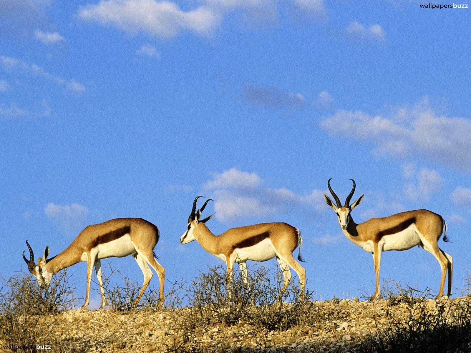 Springboks in the mountains HD Wallpaper