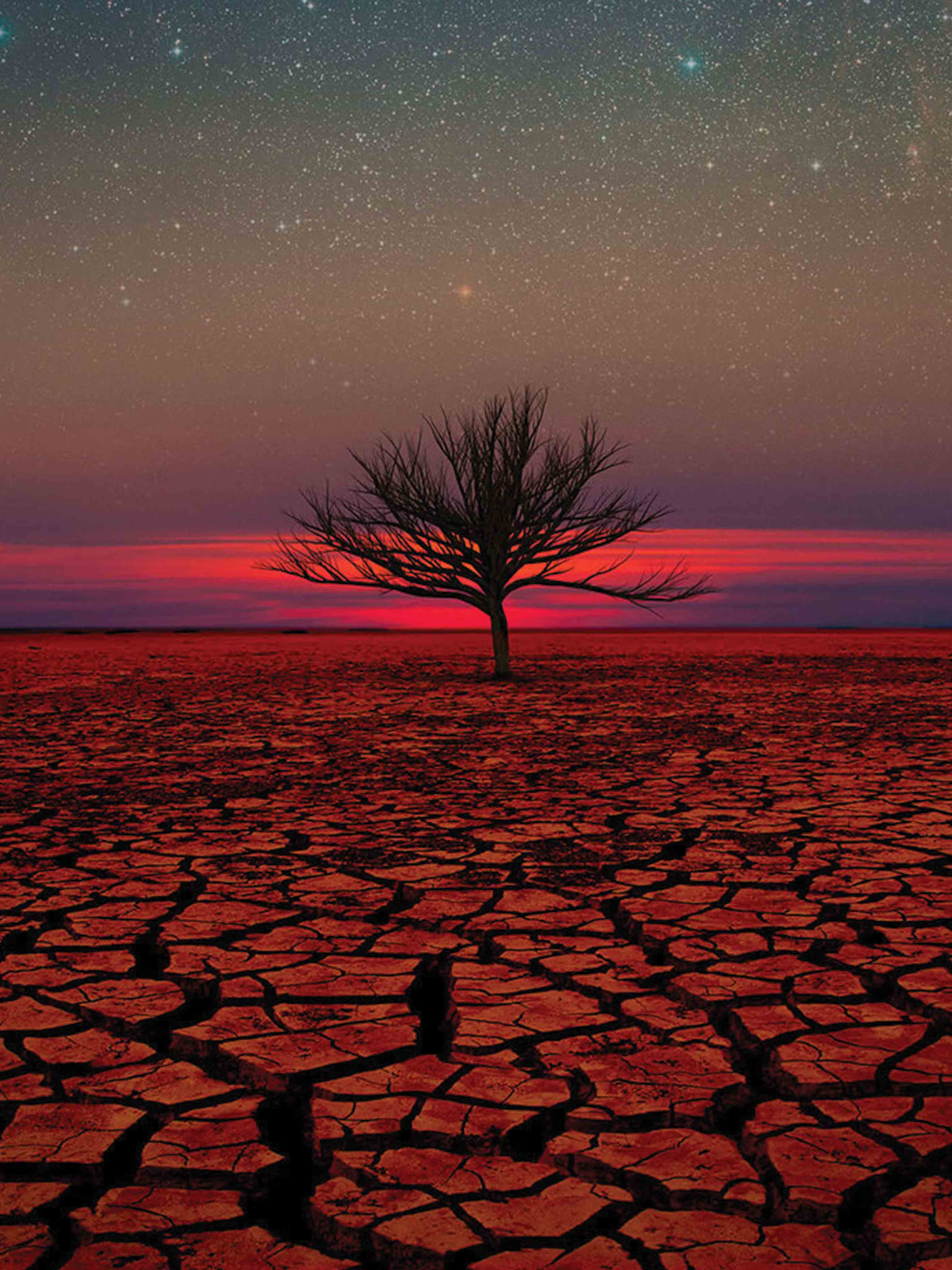 Desert Sunset Tree Mobile Wallpaper