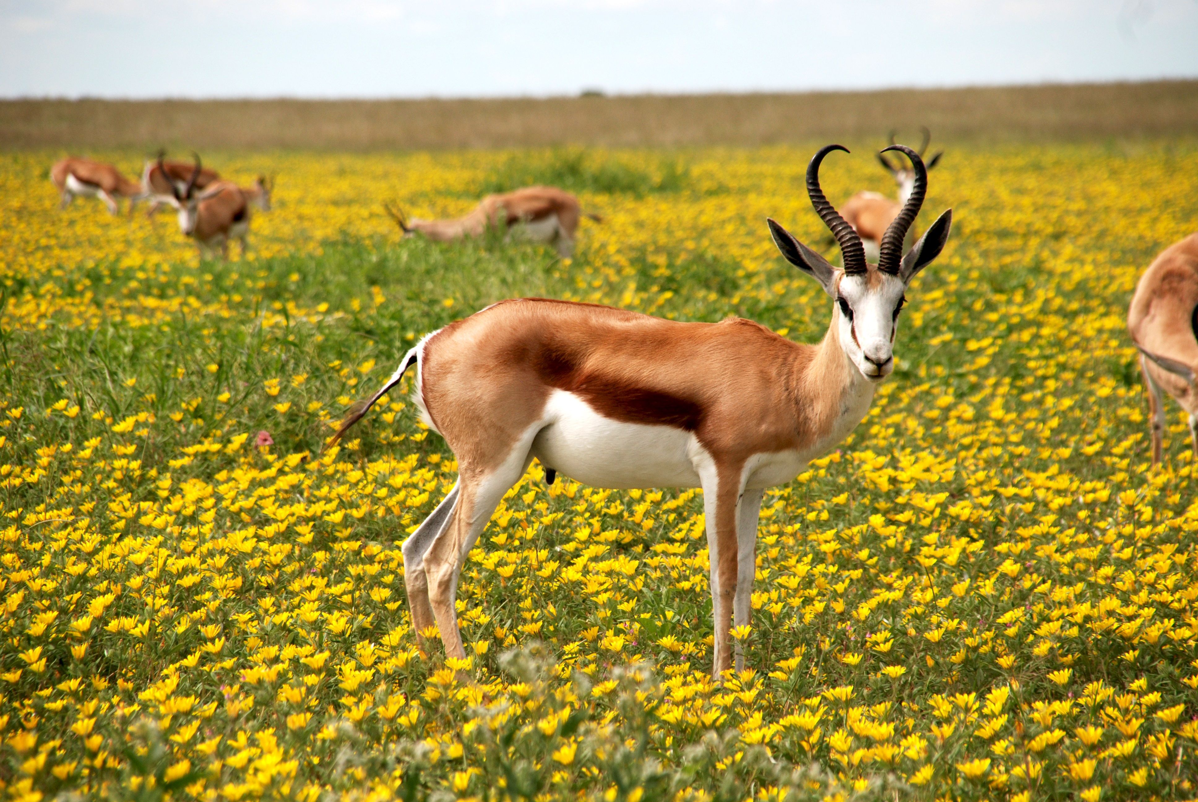 4K Ultra HD Springbok Wallpaper and Background Image