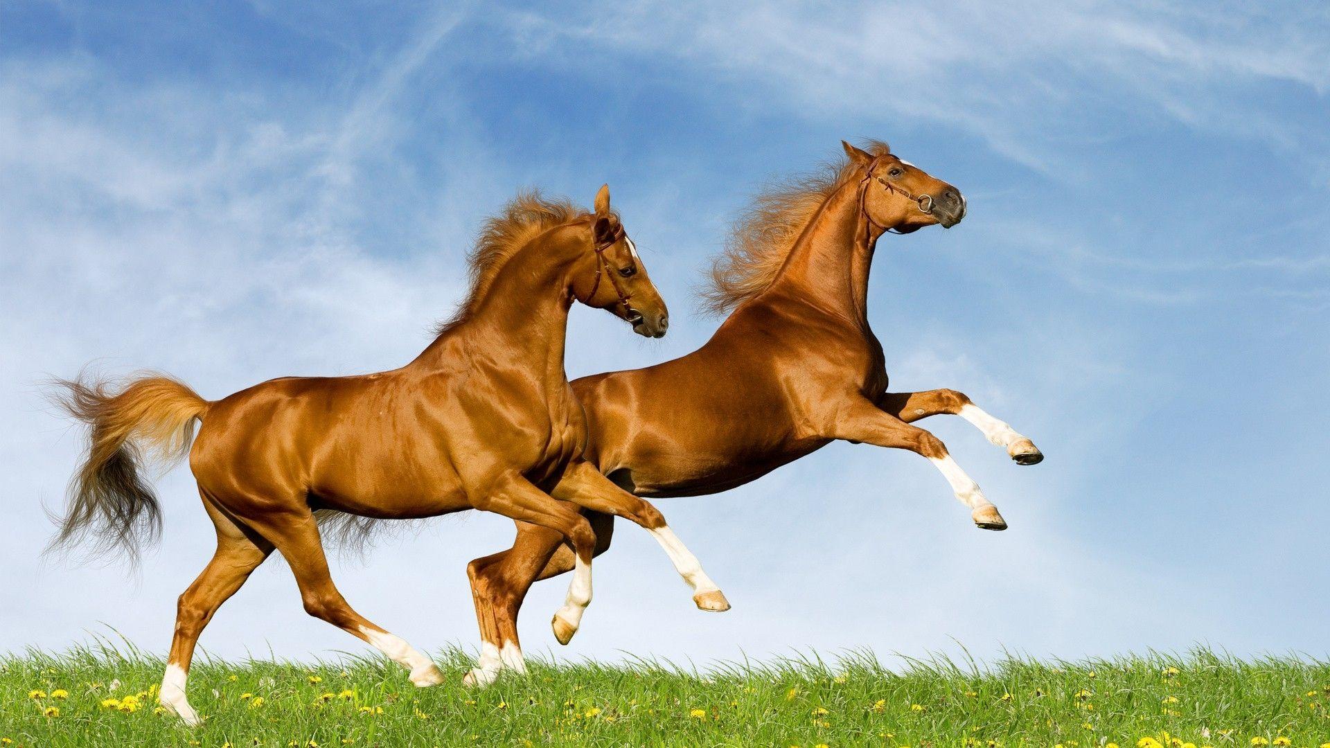 1080p Horse Wallpaper, 48 1080p Horse HD Wallpaper Background, W