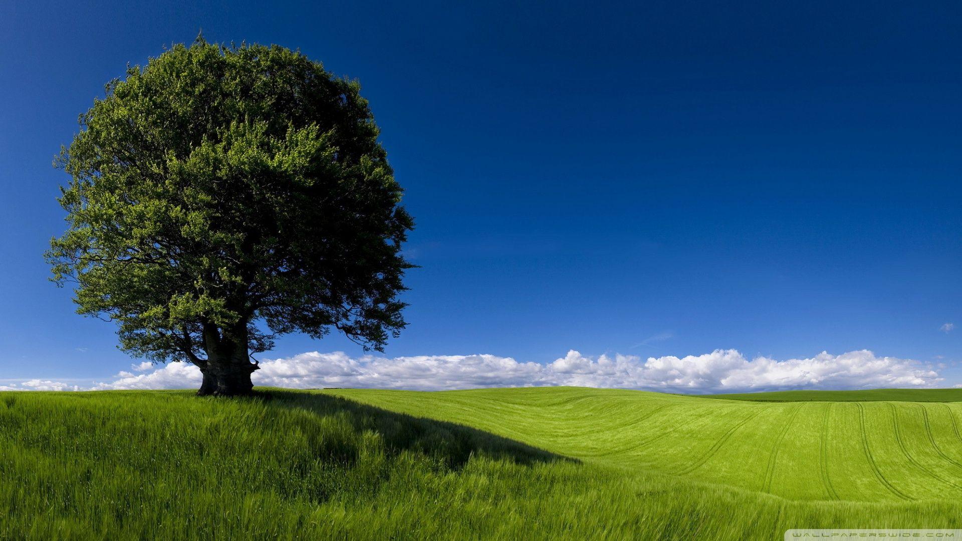 Summer Landscape Nature ❤ 4K HD Desktop Wallpaper for 4K Ultra HD