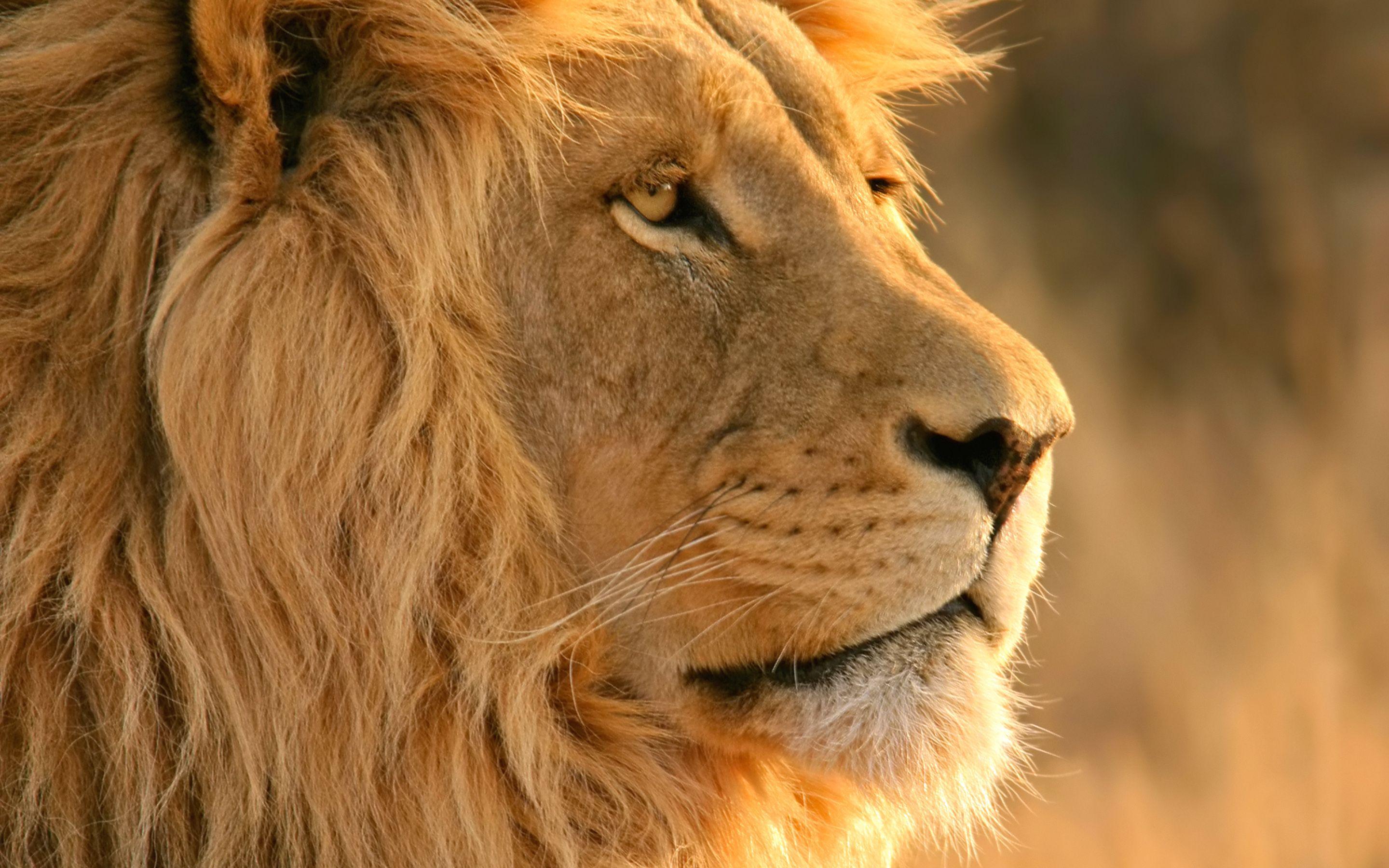 Lion Image HD