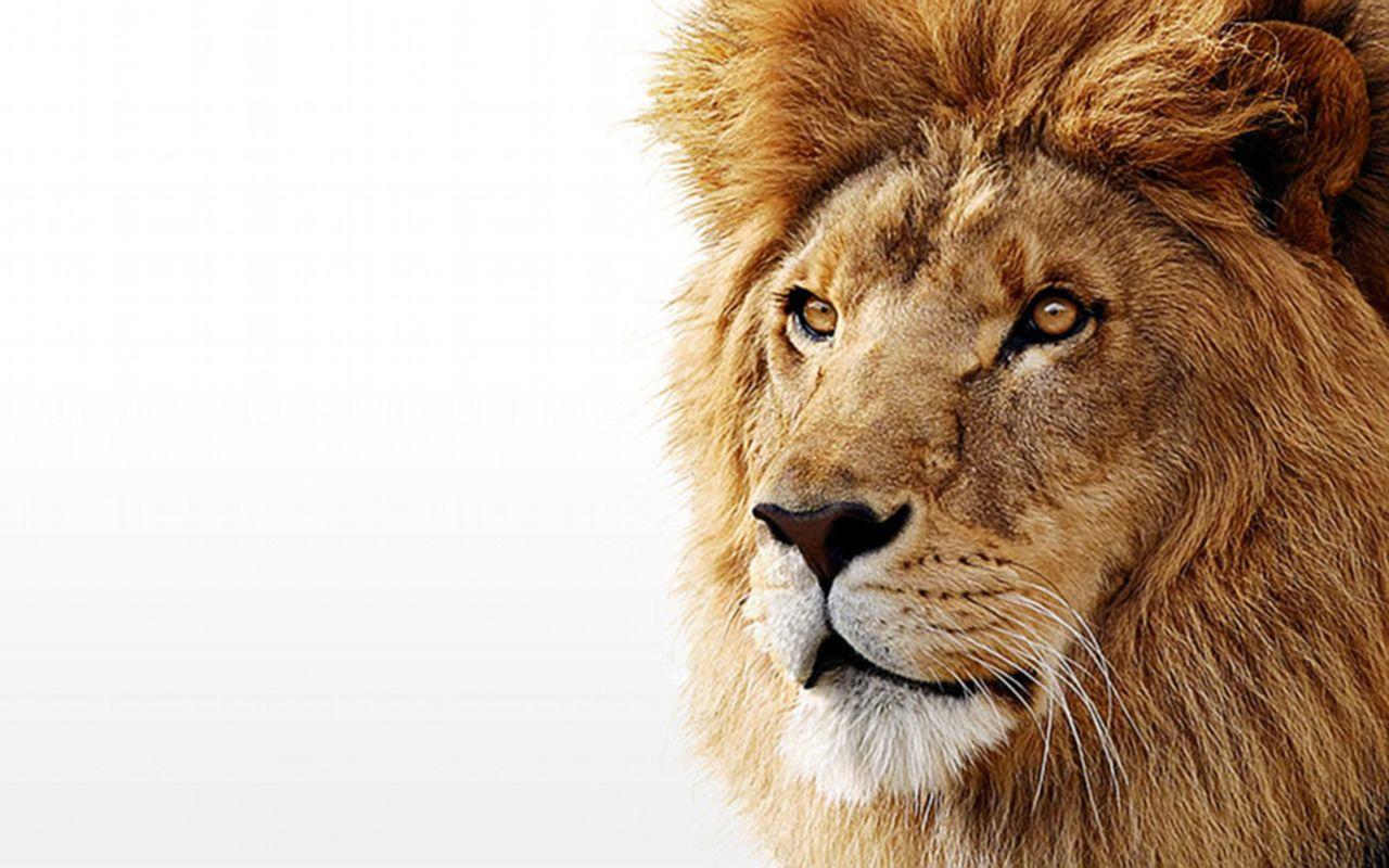 Lion Desktop Wallpaper. Beautiful image HD Picture & Desktop