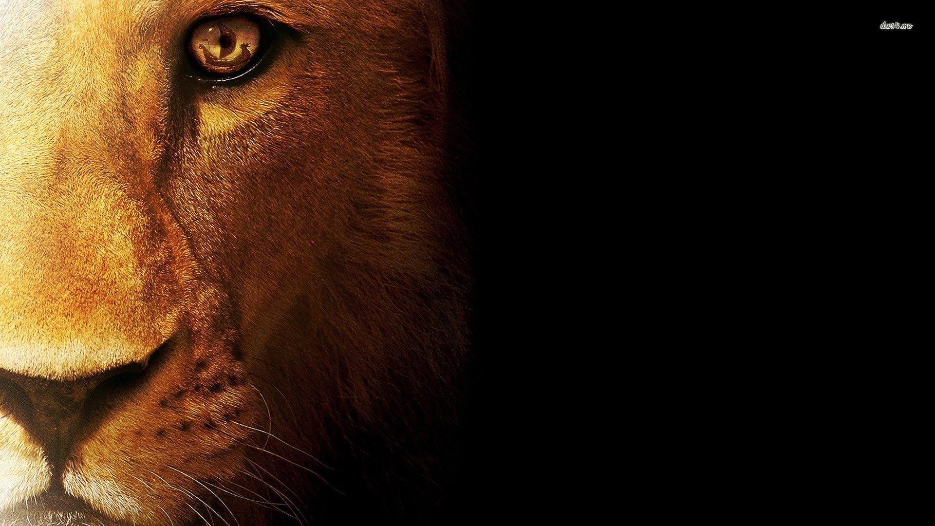 Lion Backgrounds HD - Wallpaper Cave