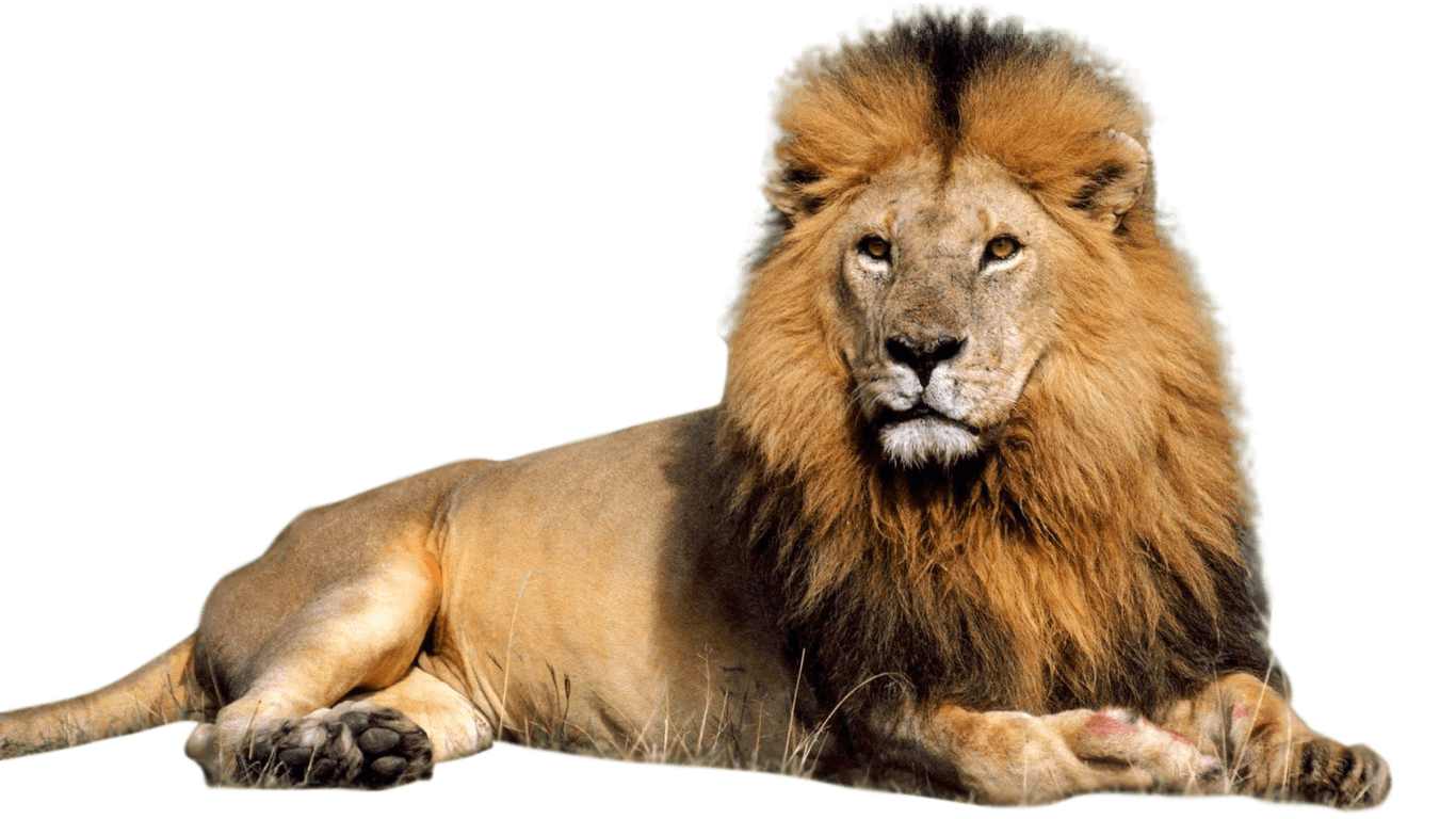 Lion PNG image, free download, lions