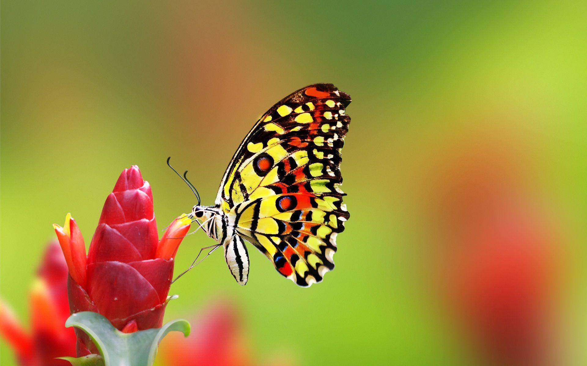 Most beautiful butterfly desktop background wallpaper. HD