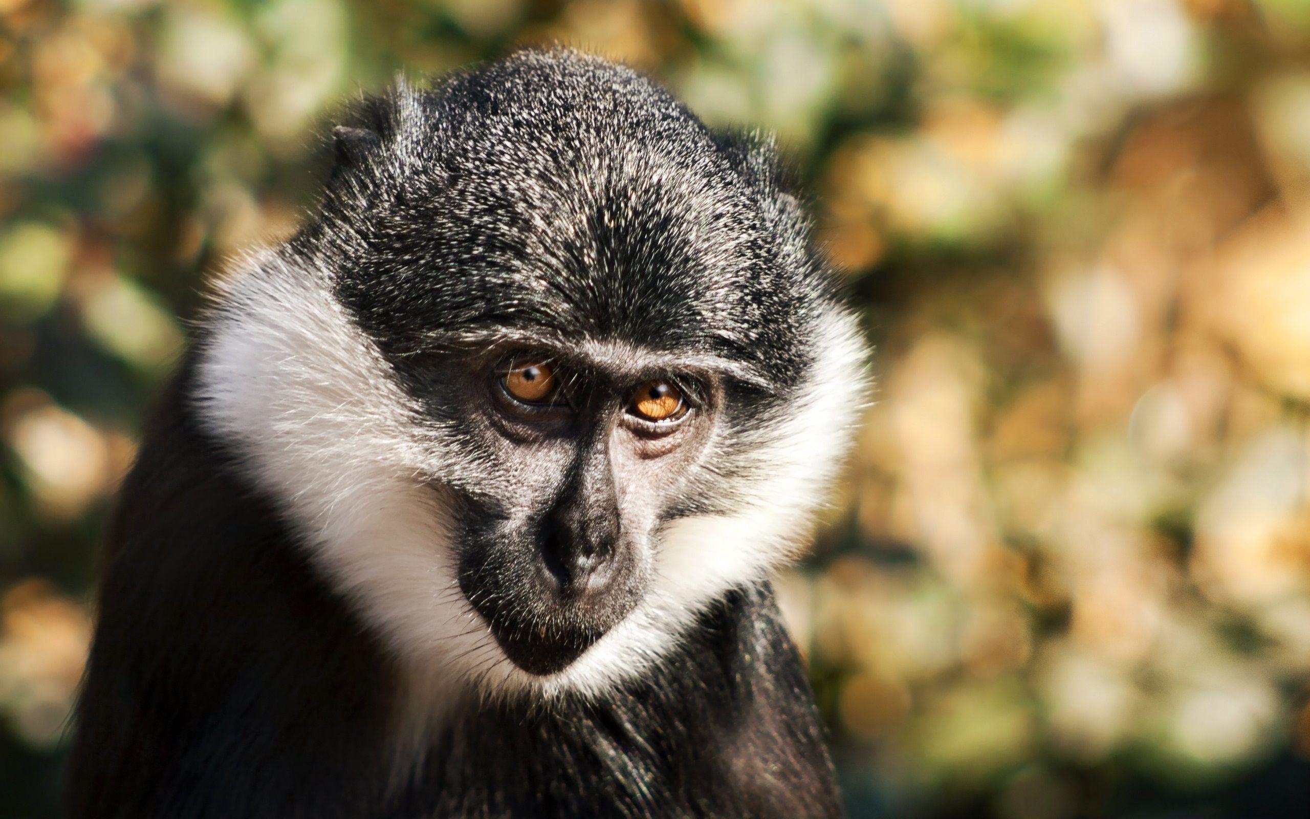 Monkey Full HD Wallpaper and Background Imagex1600