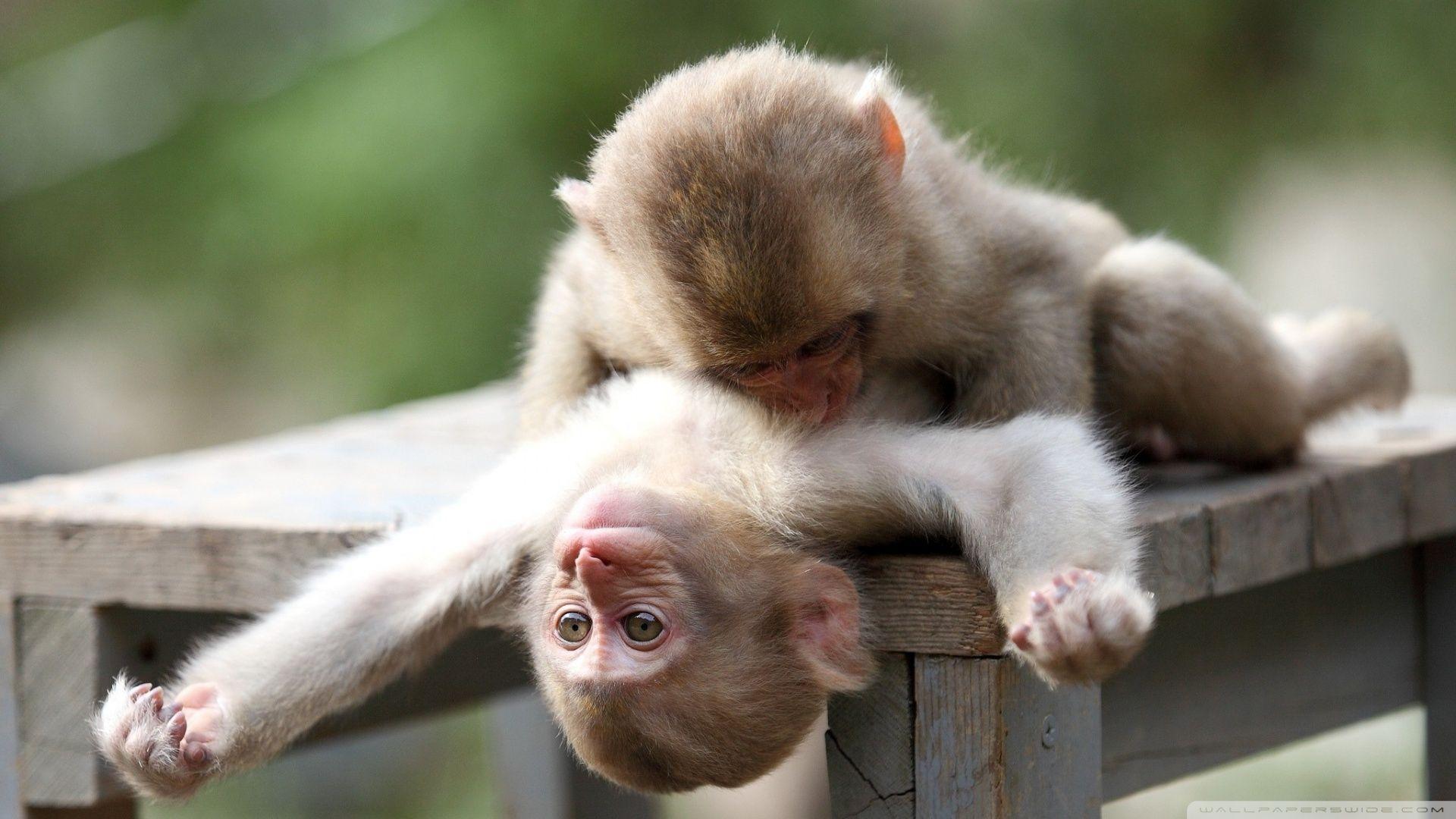 Baby Monkeys Playing ❤ 4K HD Desktop Wallpaper for 4K Ultra HD TV