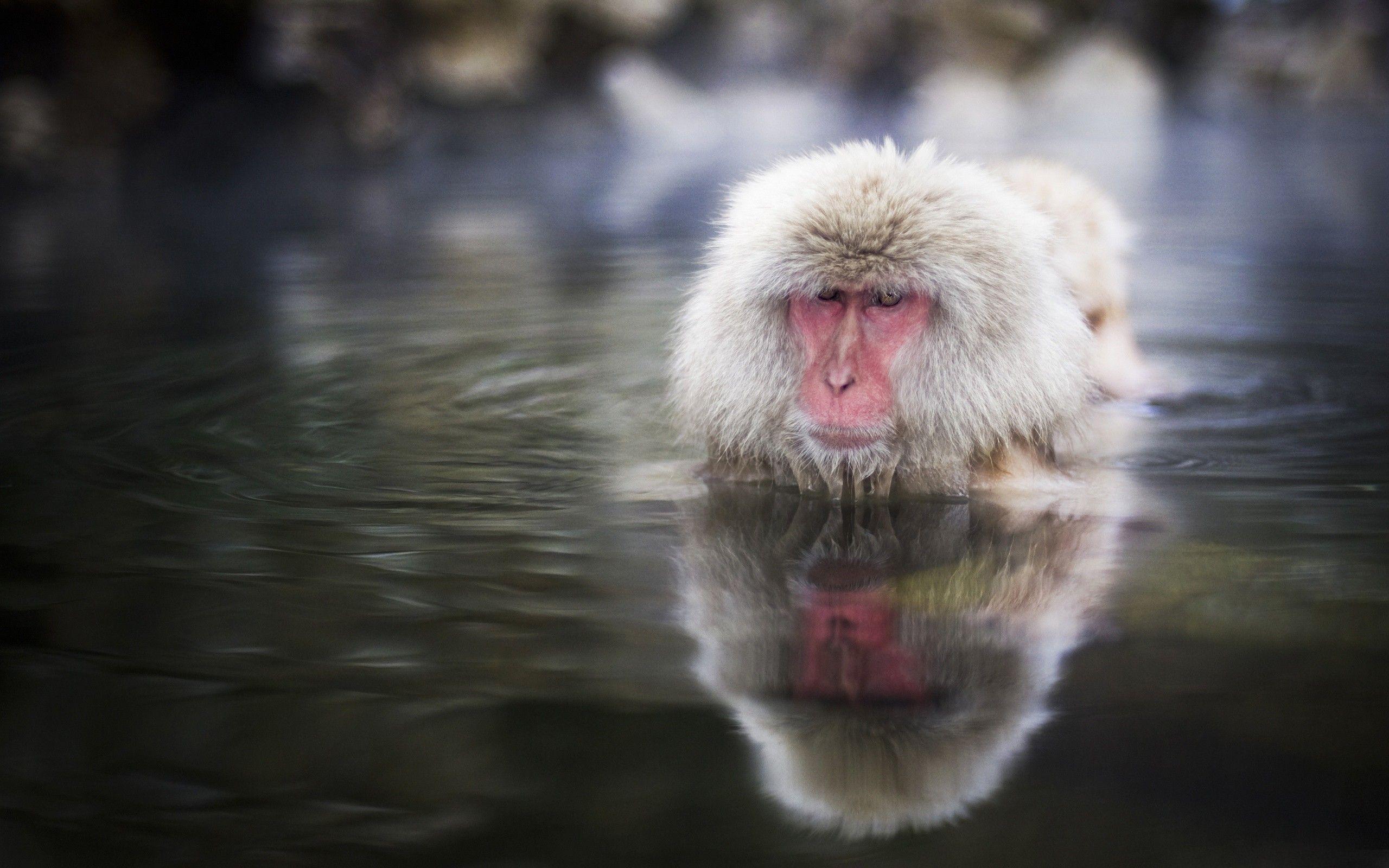 Animals: Monkeys Wild Japanese Macaque Monkey Animals Snow Water
