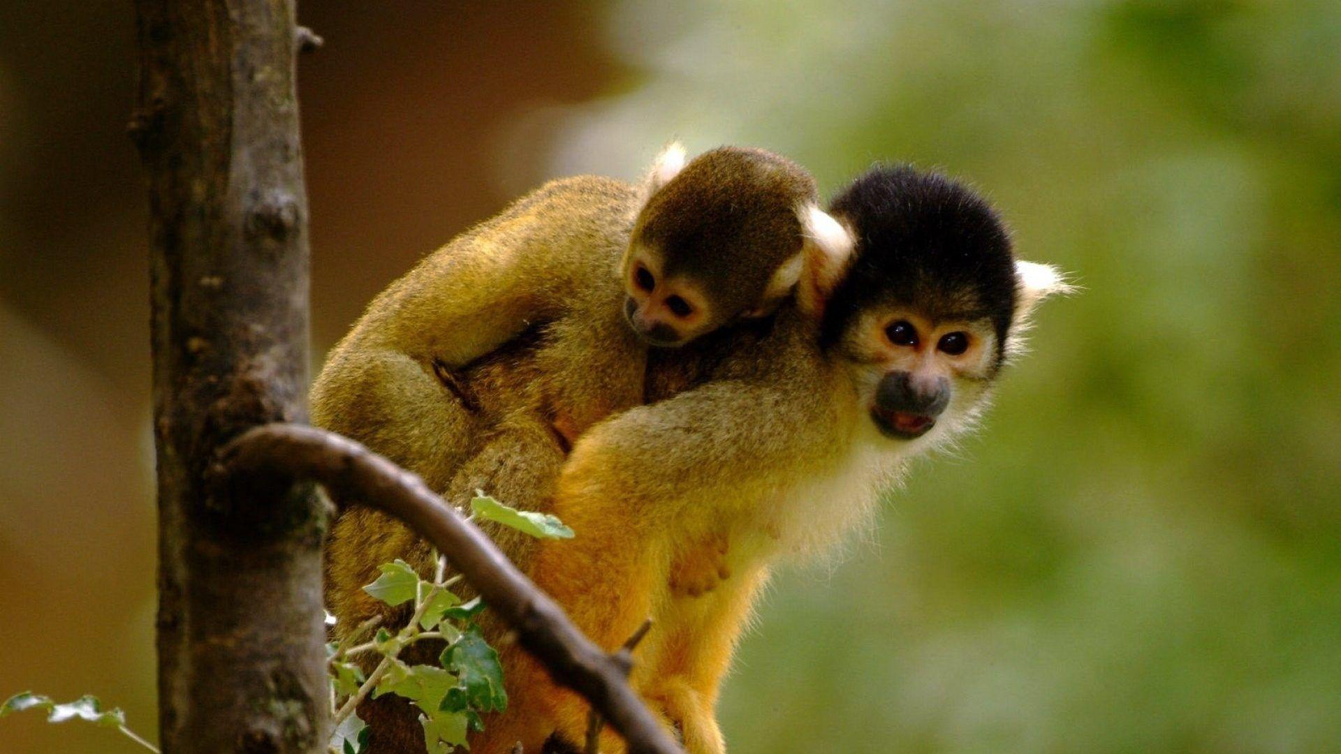 Monkey Tag wallpaper: Monkey Baby Animal Picture With