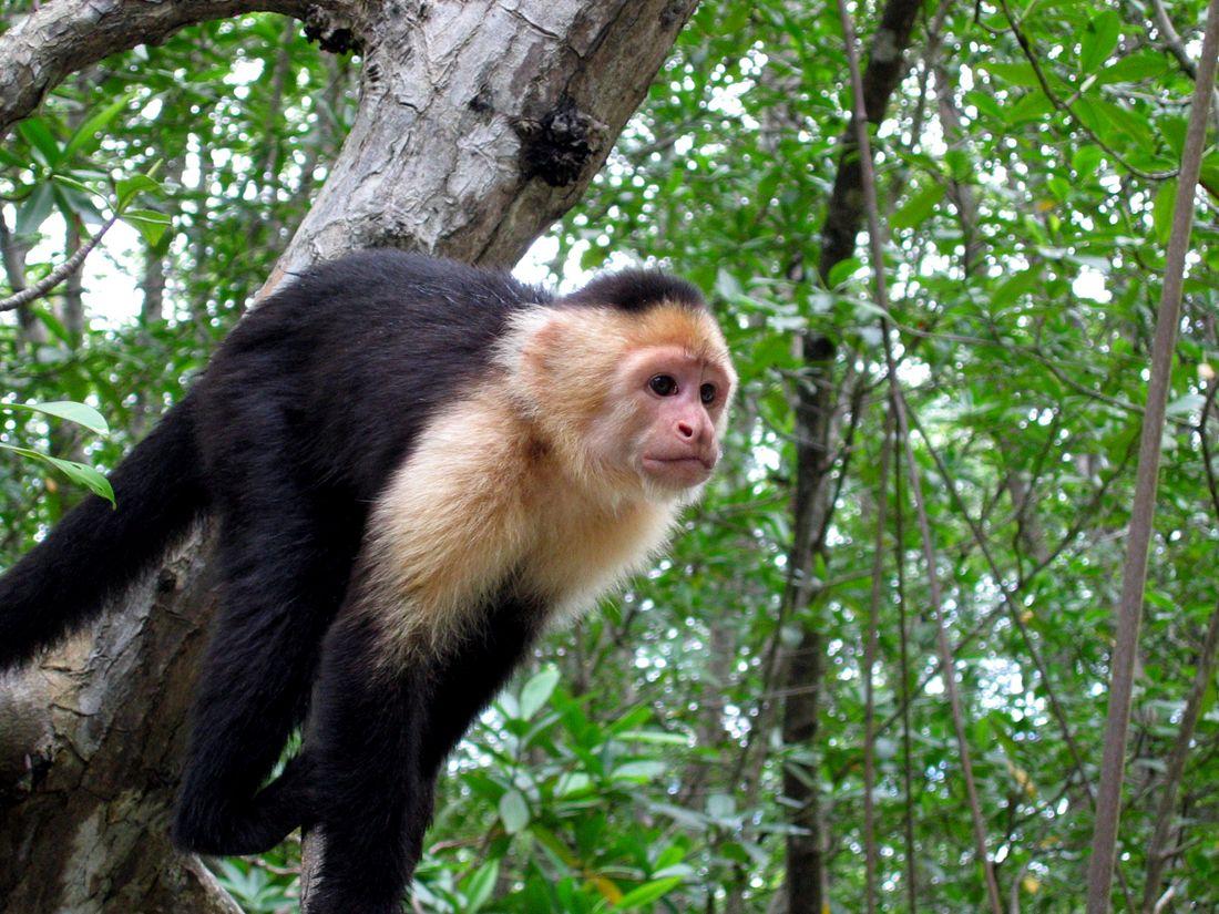 Capuchin Monkey in Costa Rica