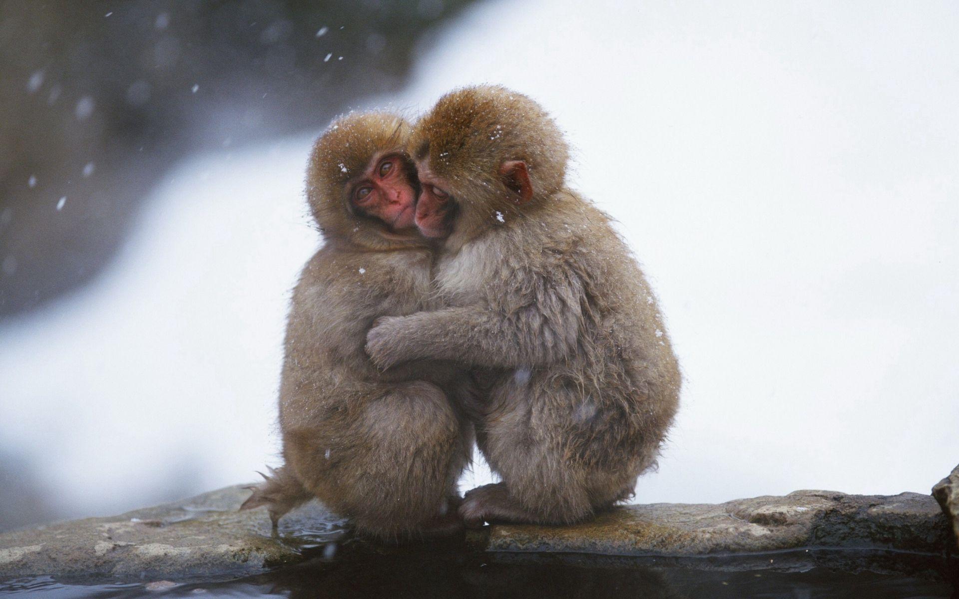Monkey Wallpaper Free Download Best Wild Animals HD Desktop Image