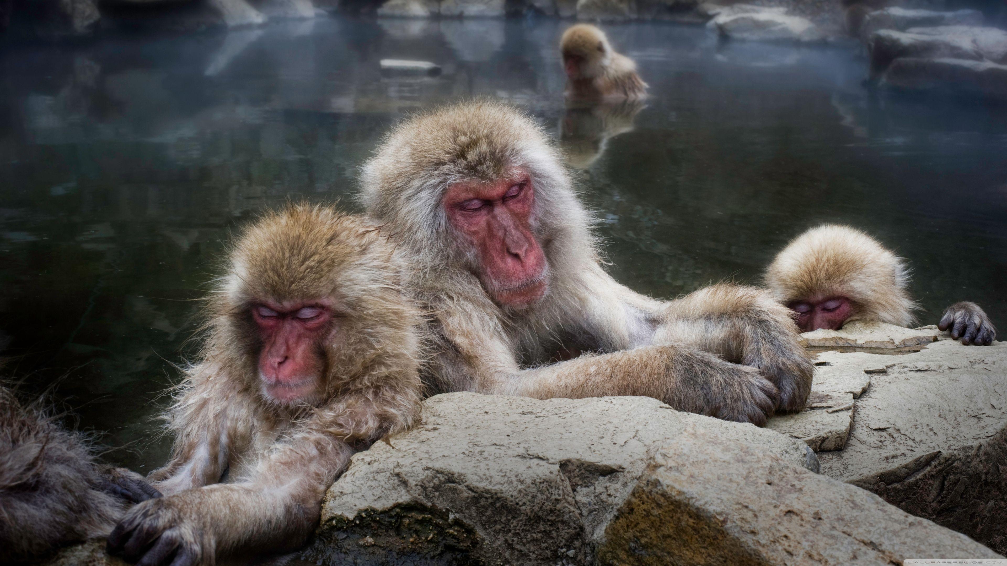 Sleeping Snow Monkeys ❤ 4K HD Desktop Wallpaper for 4K Ultra HD TV