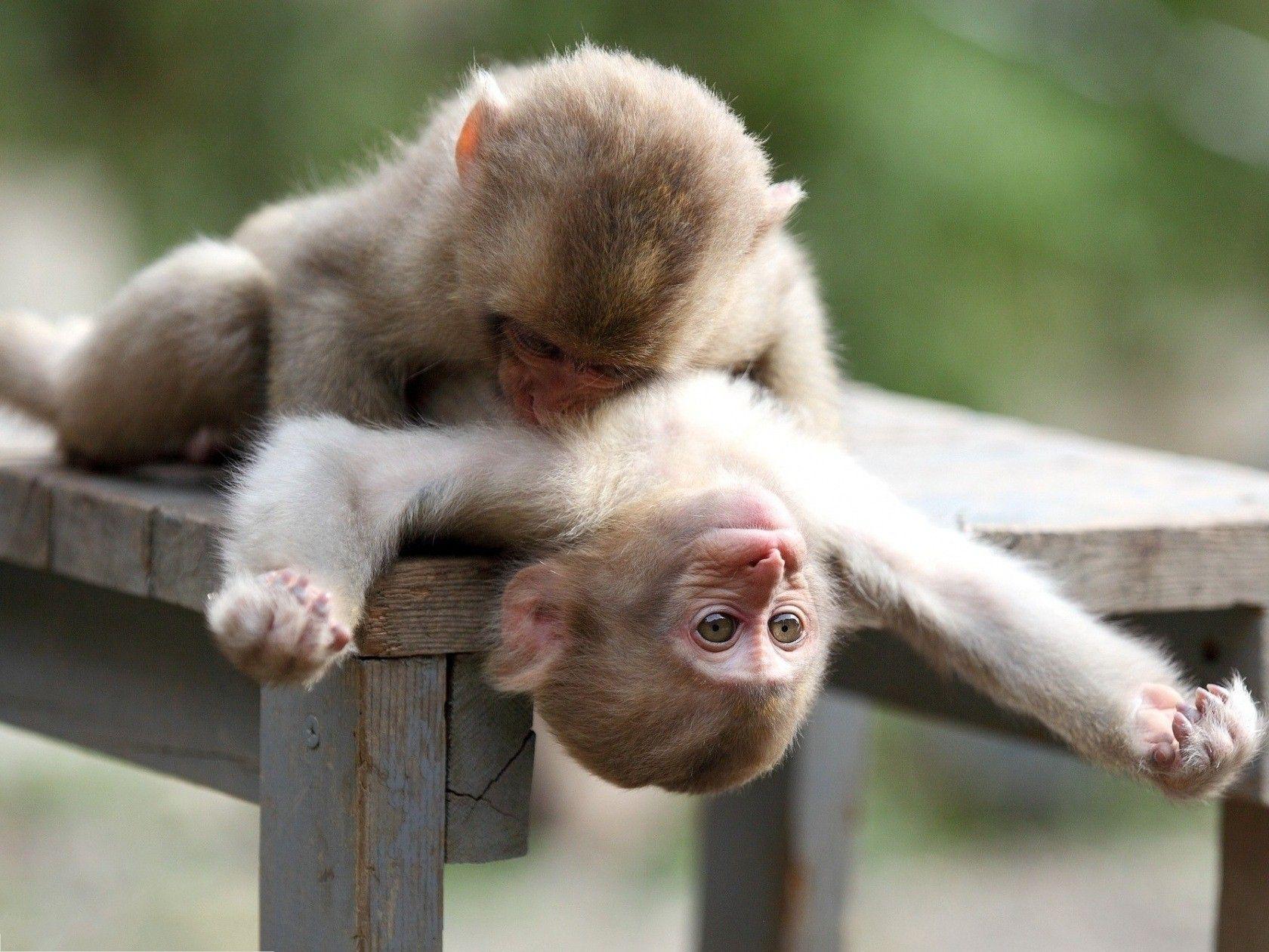 Amazing HD Wallpaper of Monkey Baby Playing Together. HD Famous