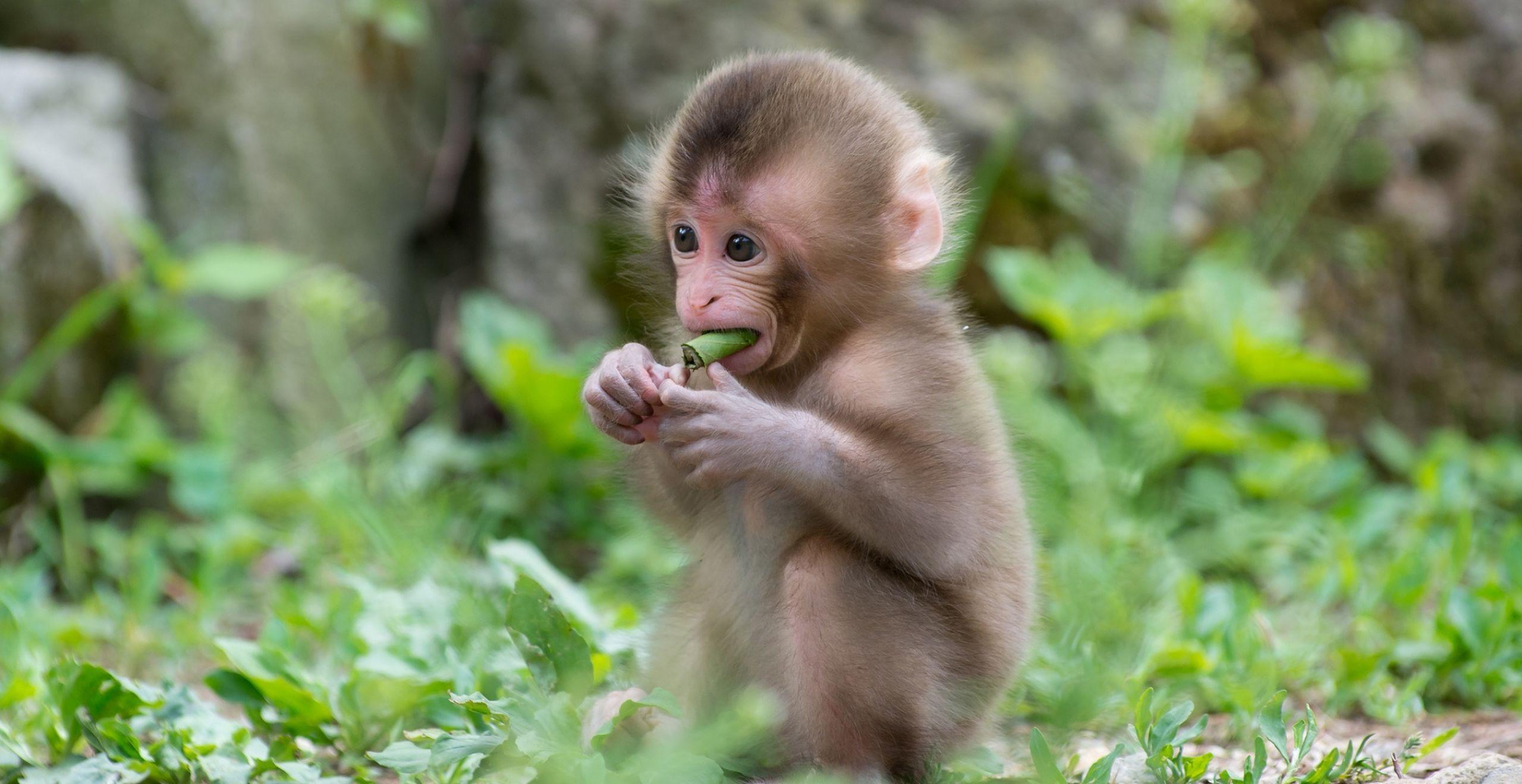 Baby Macaque Monkey Wallpaper Wallpaper and Background